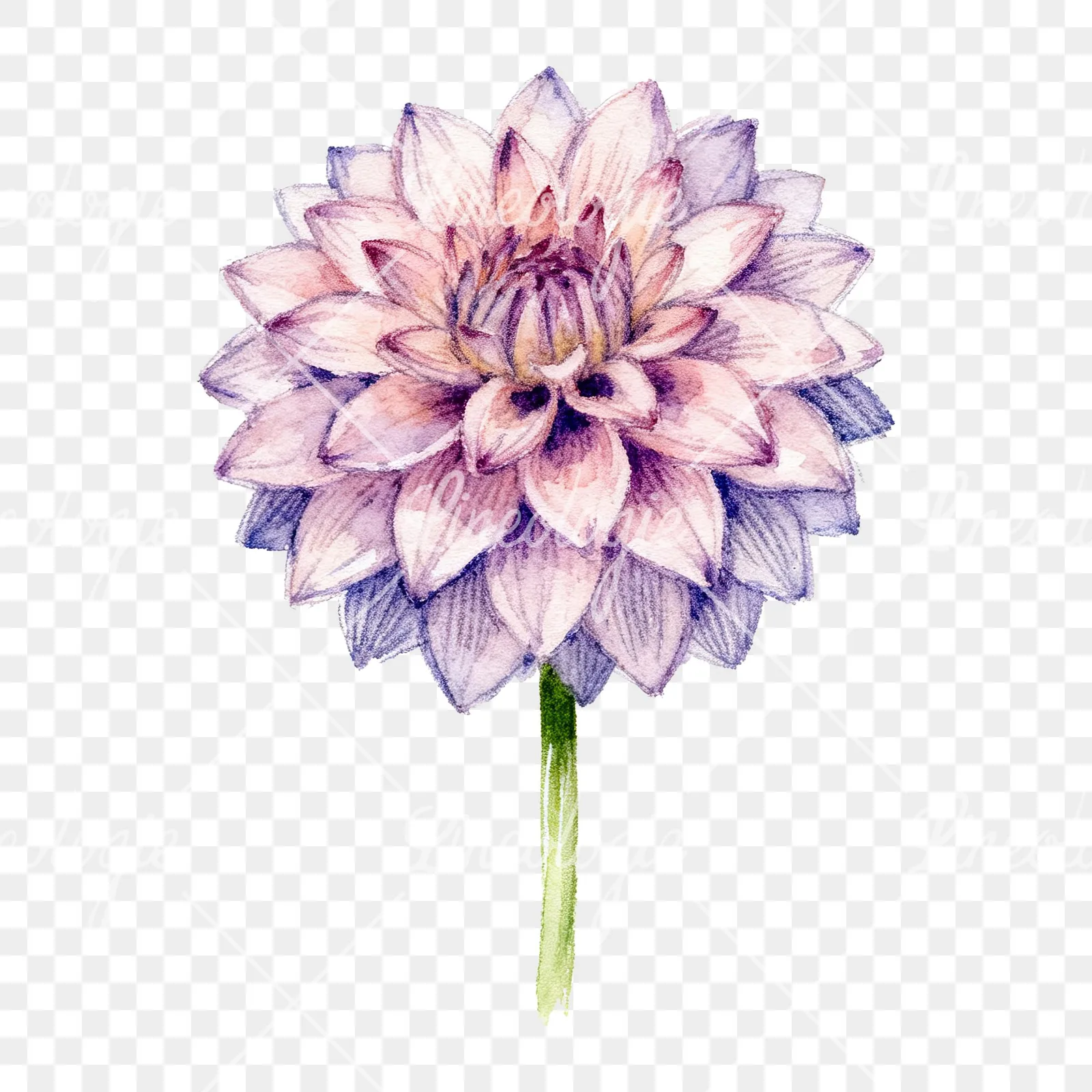 Watercolor peach dahlia flower clipart 6 of 9 on a transparent background (PNG)