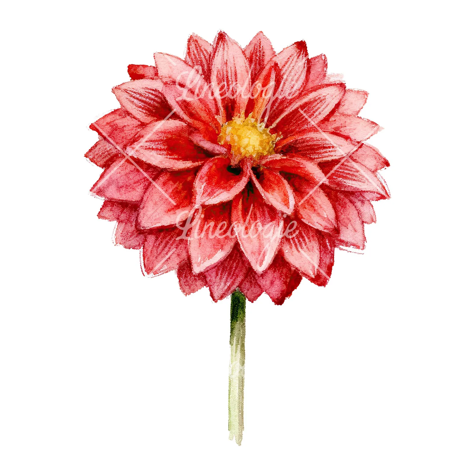 Watercolor peach dahlia flower clipart 7 of 9 on a white background (JPG)