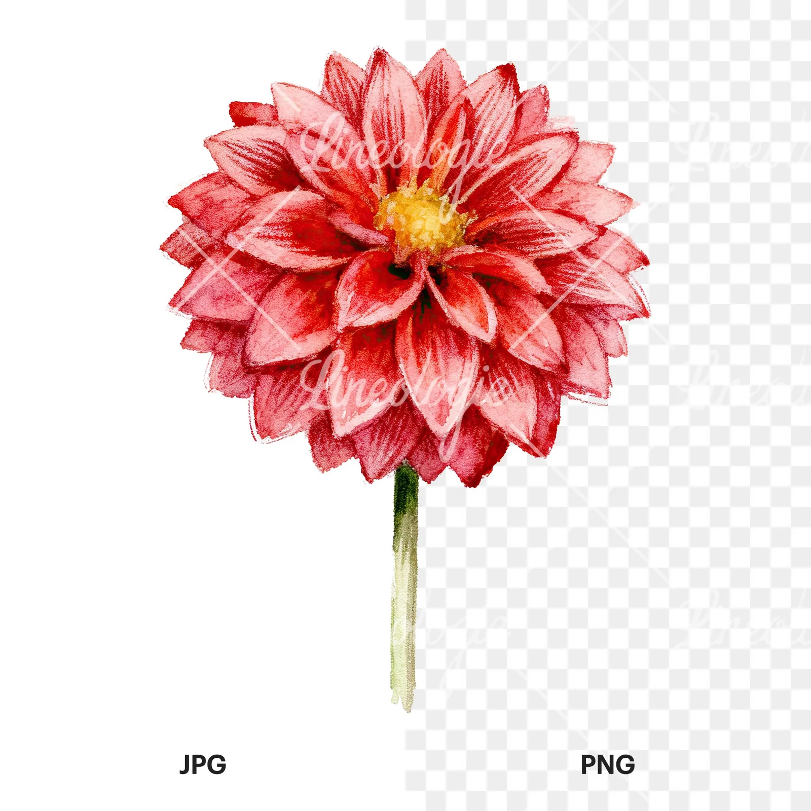Watercolor peach dahlia flower clipart 7 of 9, as a JPG on white and a transparent PNG