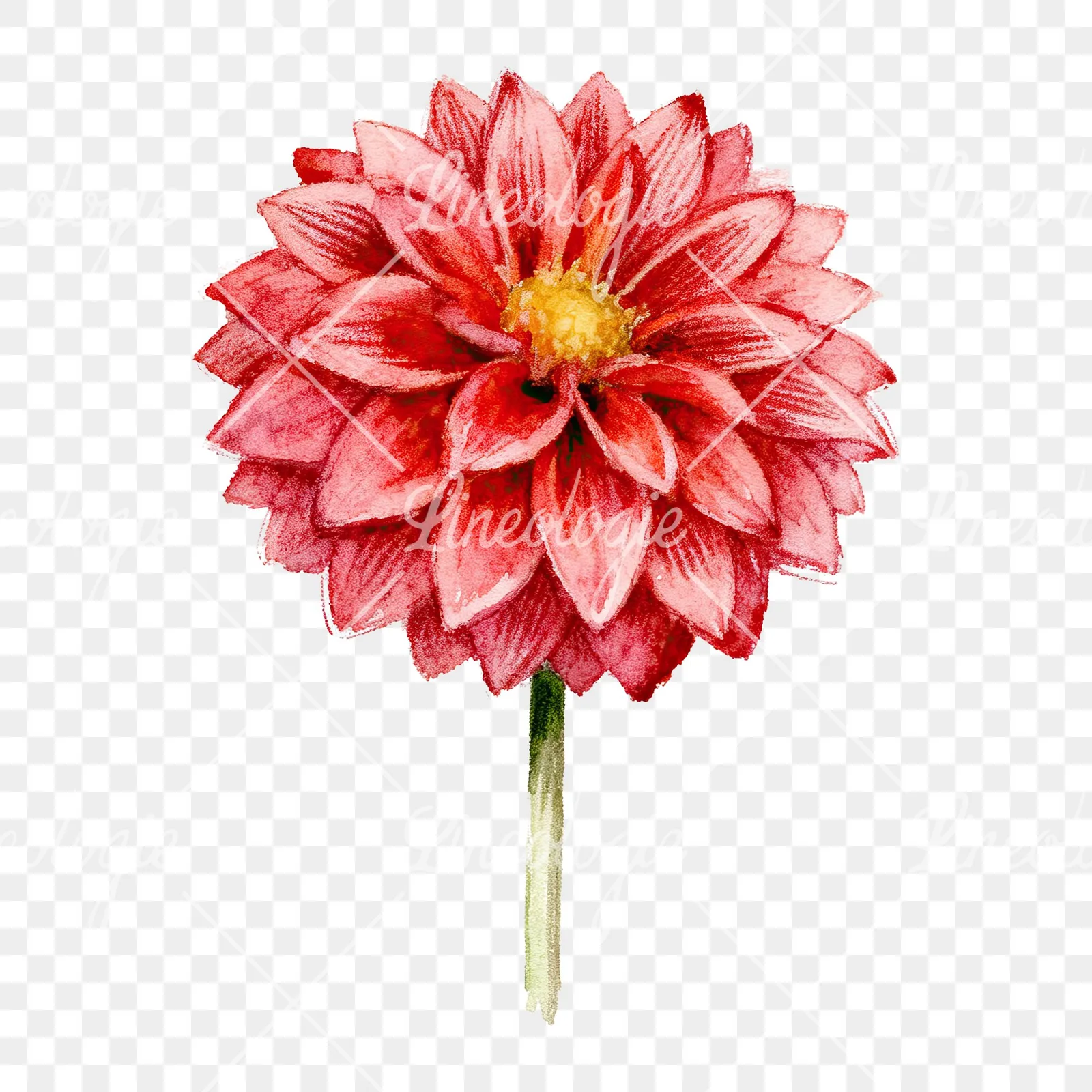 Watercolor peach dahlia flower clipart 7 of 9 on a transparent background (PNG)