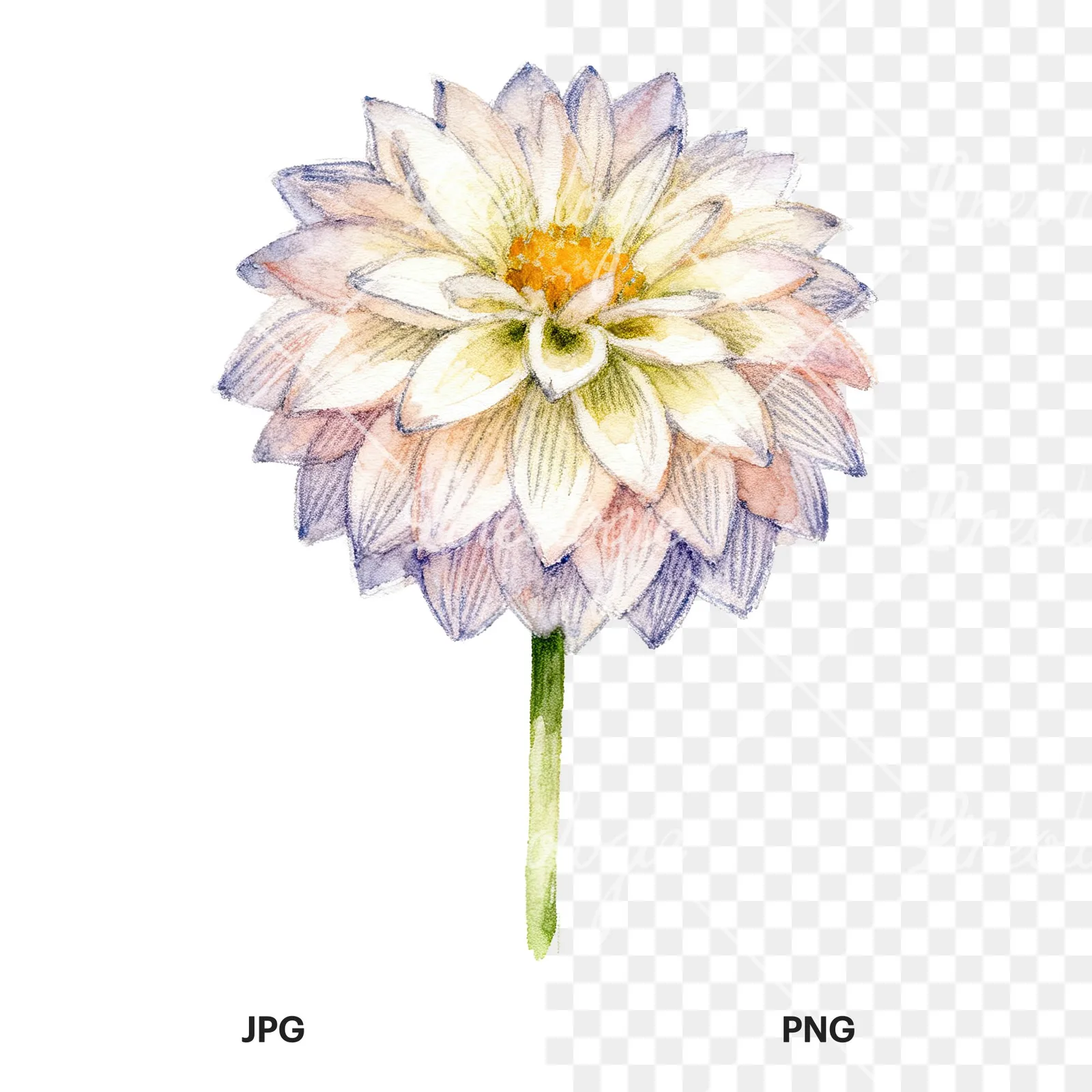 Watercolor peach dahlia flower clipart 8 of 9, as a JPG on white and a transparent PNG