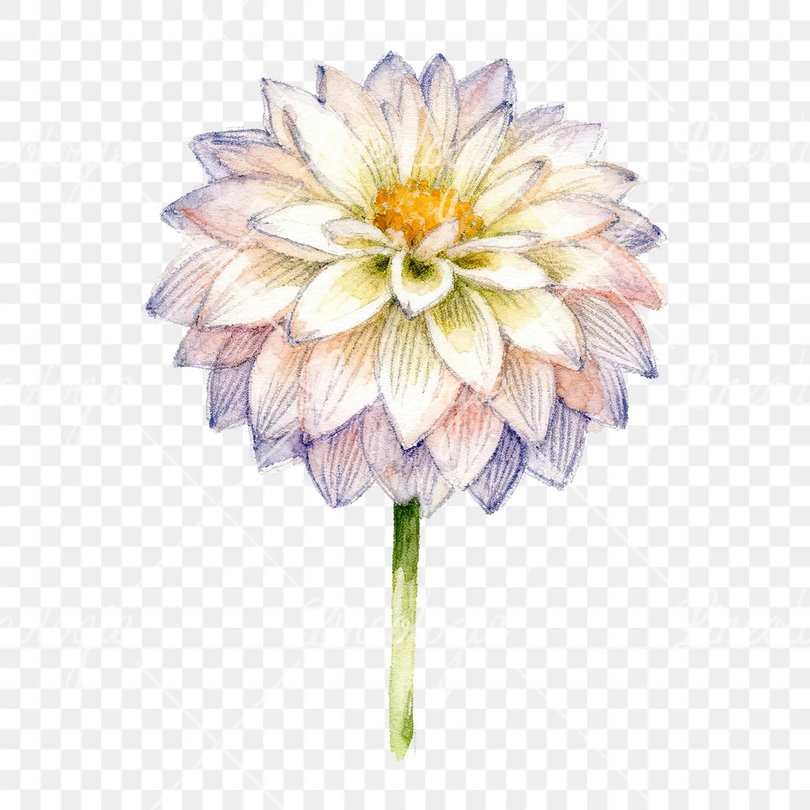 Watercolor peach dahlia flower clipart 8 of 9 on a transparent background (PNG)