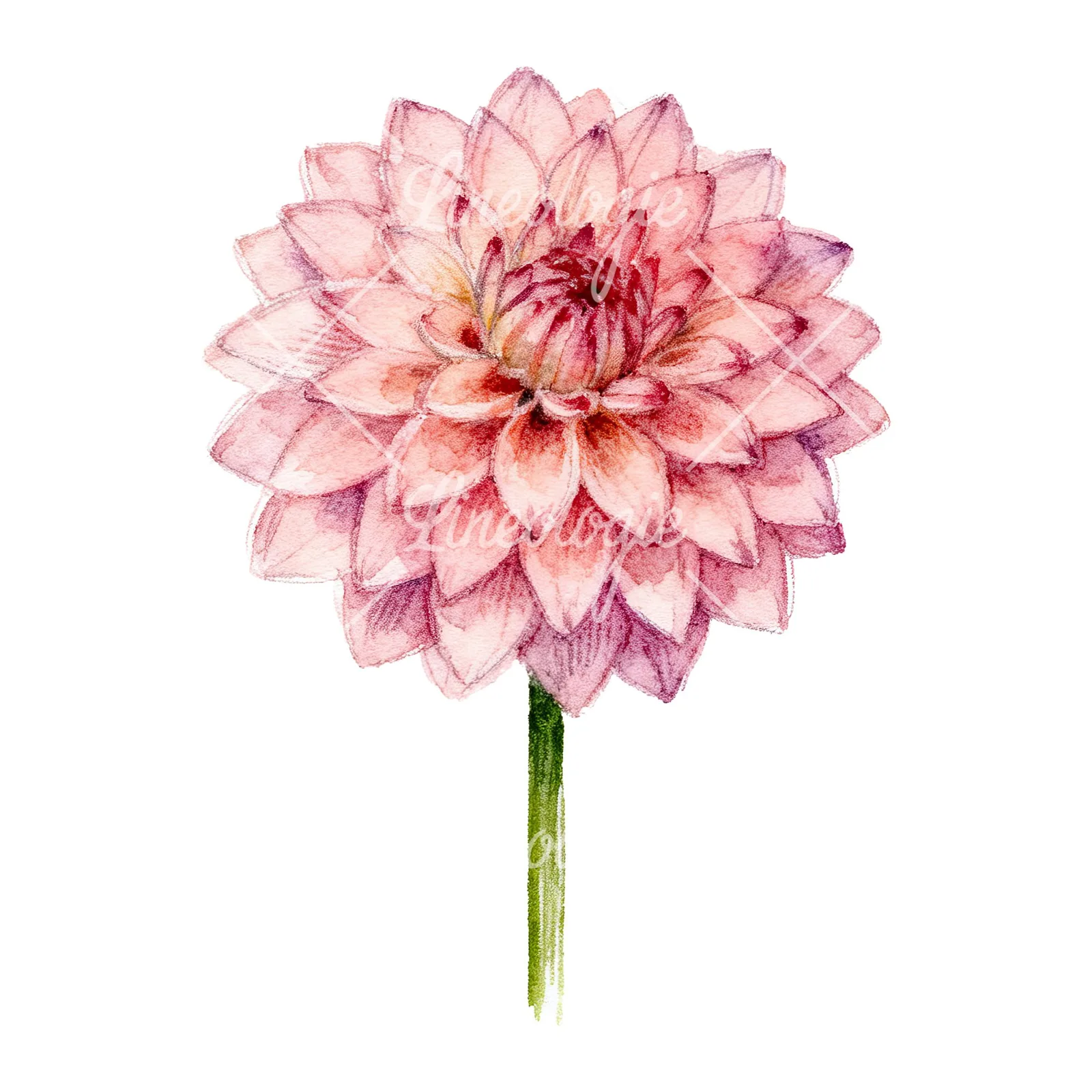 Watercolor peach dahlia flower clipart 9 of 9 on a white background (JPG)
