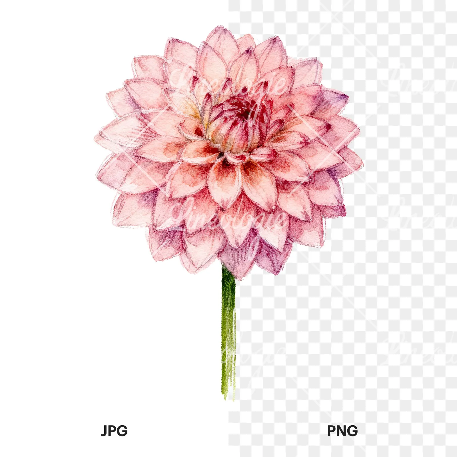 Watercolor peach dahlia flower clipart 9 of 9, as a JPG on white and a transparent PNG