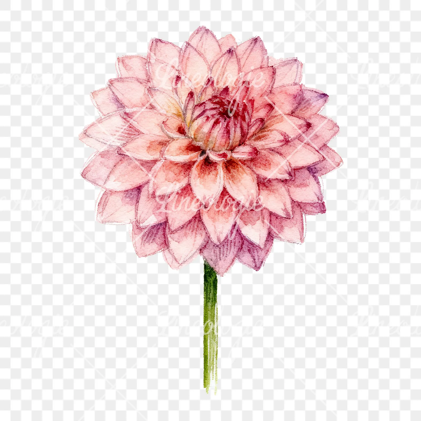 Watercolor peach dahlia flower clipart 9 of 9 on a transparent background (PNG)