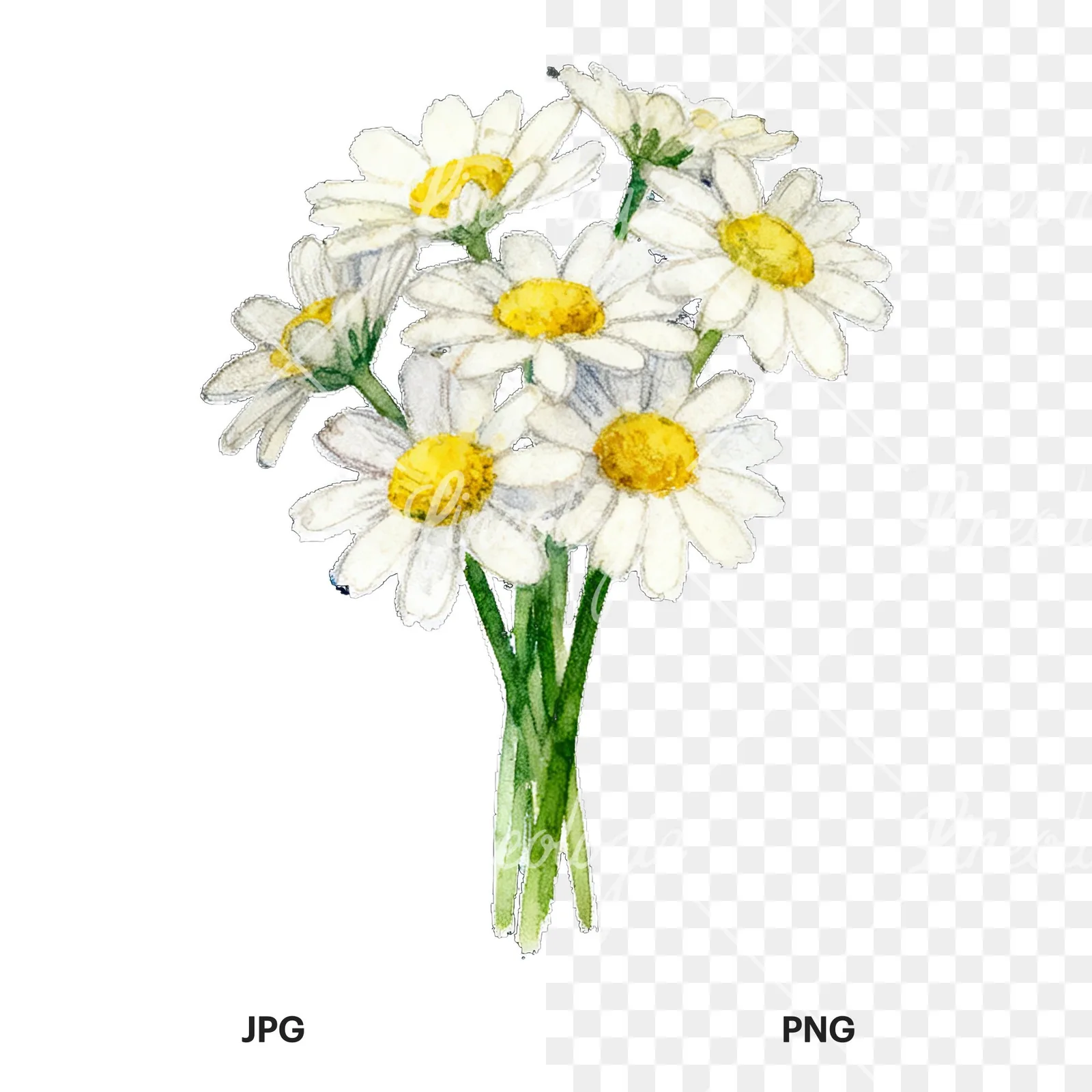 Watercolor dense white daisy bouquet clipart 1 of 9, as a JPG on white and a transparent PNG