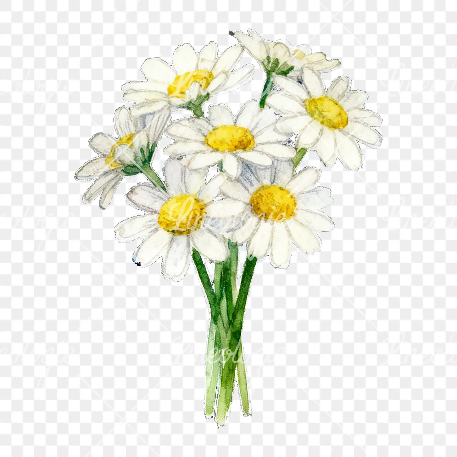 Watercolor dense white daisy bouquet clipart 1 of 9 on a transparent background (PNG)