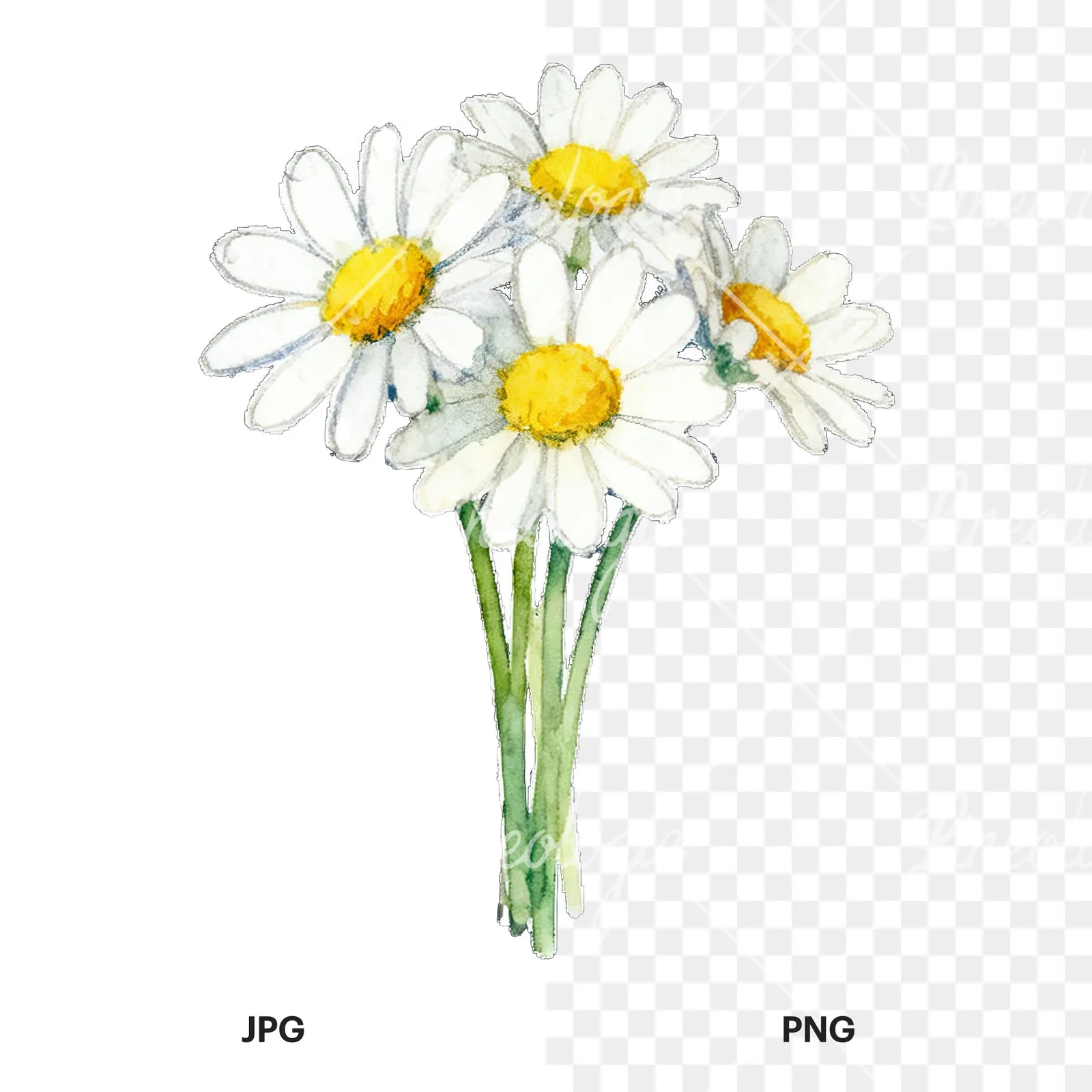 Watercolor dense white daisy bouquet clipart 2 of 9, as a JPG on white and a transparent PNG