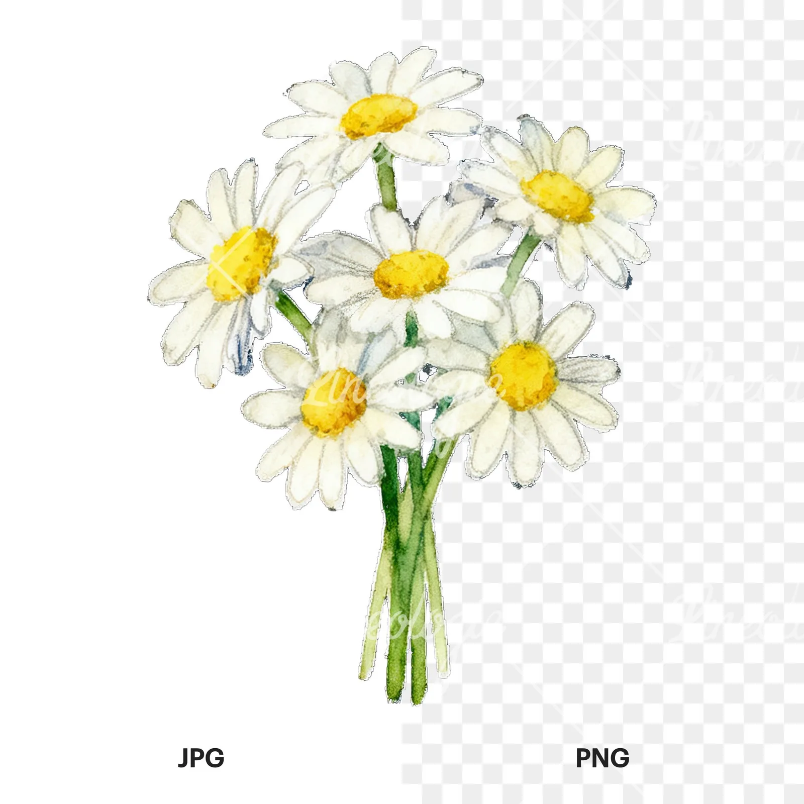 Watercolor dense white daisy bouquet clipart 3 of 9, as a JPG on white and a transparent PNG