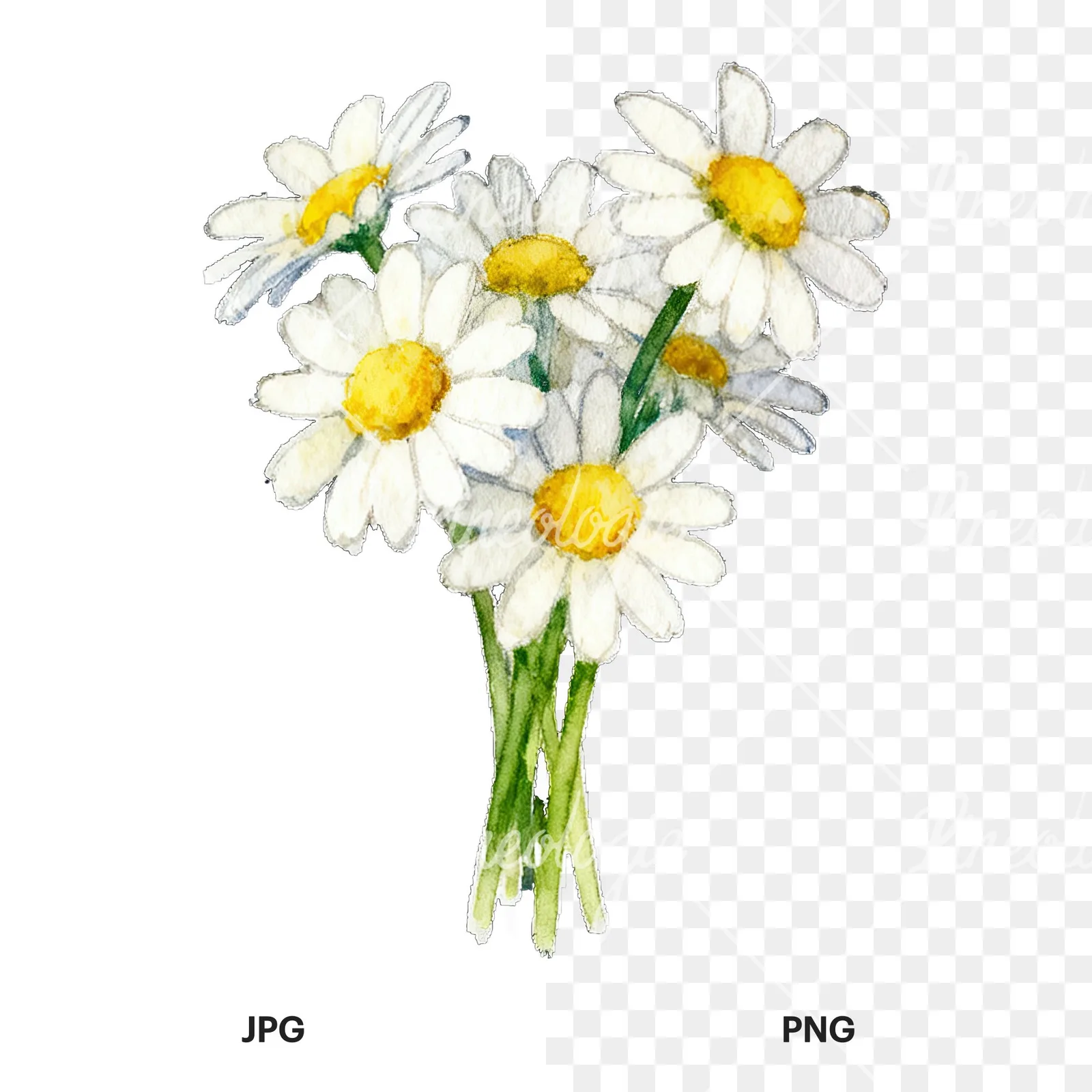 Watercolor dense white daisy bouquet clipart 4 of 9, as a JPG on white and a transparent PNG