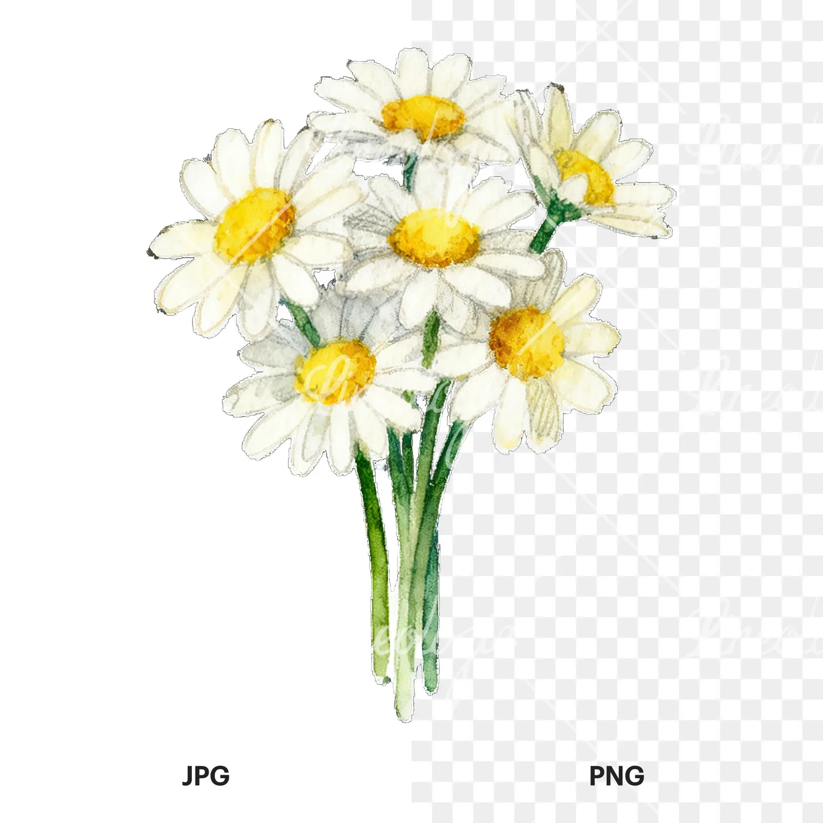 Watercolor dense white daisy bouquet clipart 5 of 9, as a JPG on white and a transparent PNG