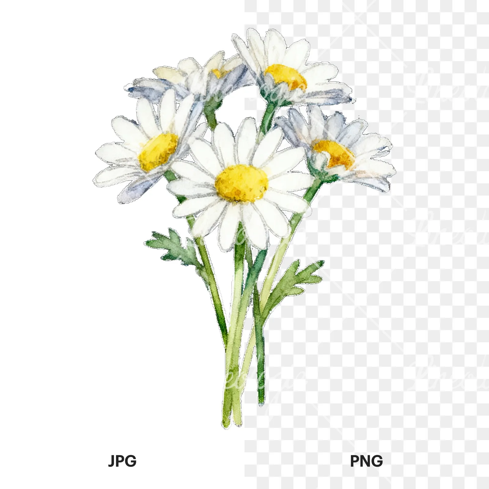 Watercolor dense white daisy bouquet clipart 6 of 9, as a JPG on white and a transparent PNG