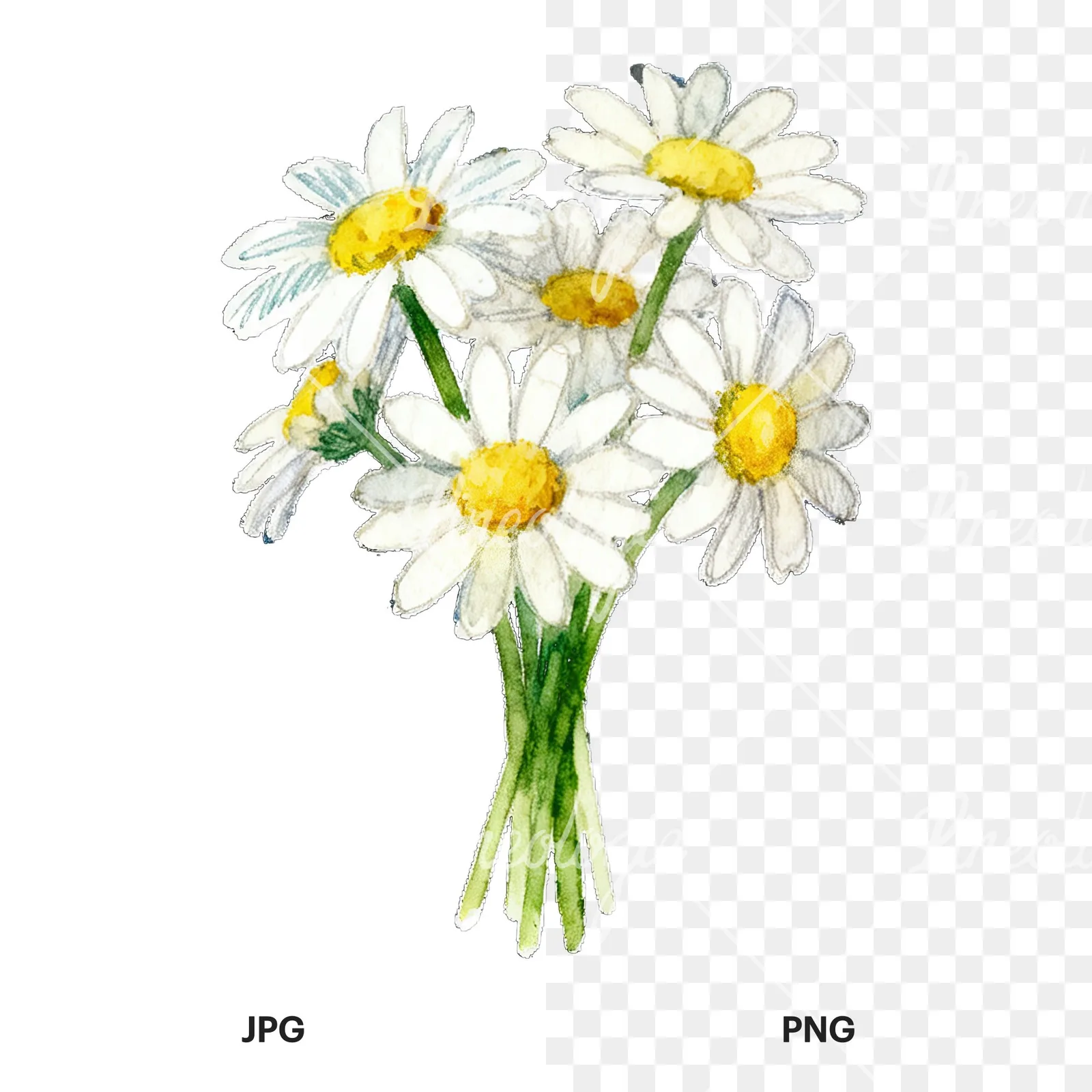 Watercolor dense white daisy bouquet clipart 7 of 9, as a JPG on white and a transparent PNG