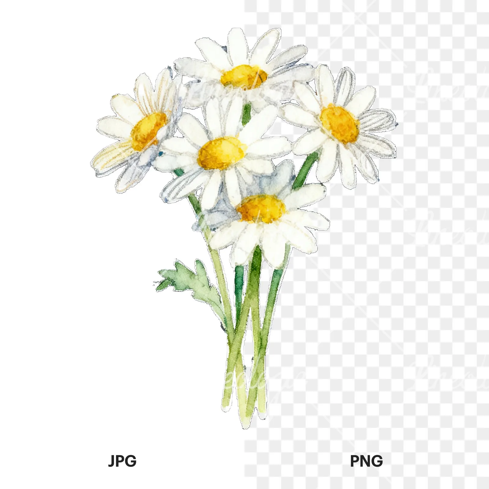 Watercolor dense white daisy bouquet clipart 9 of 9, as a JPG on white and a transparent PNG