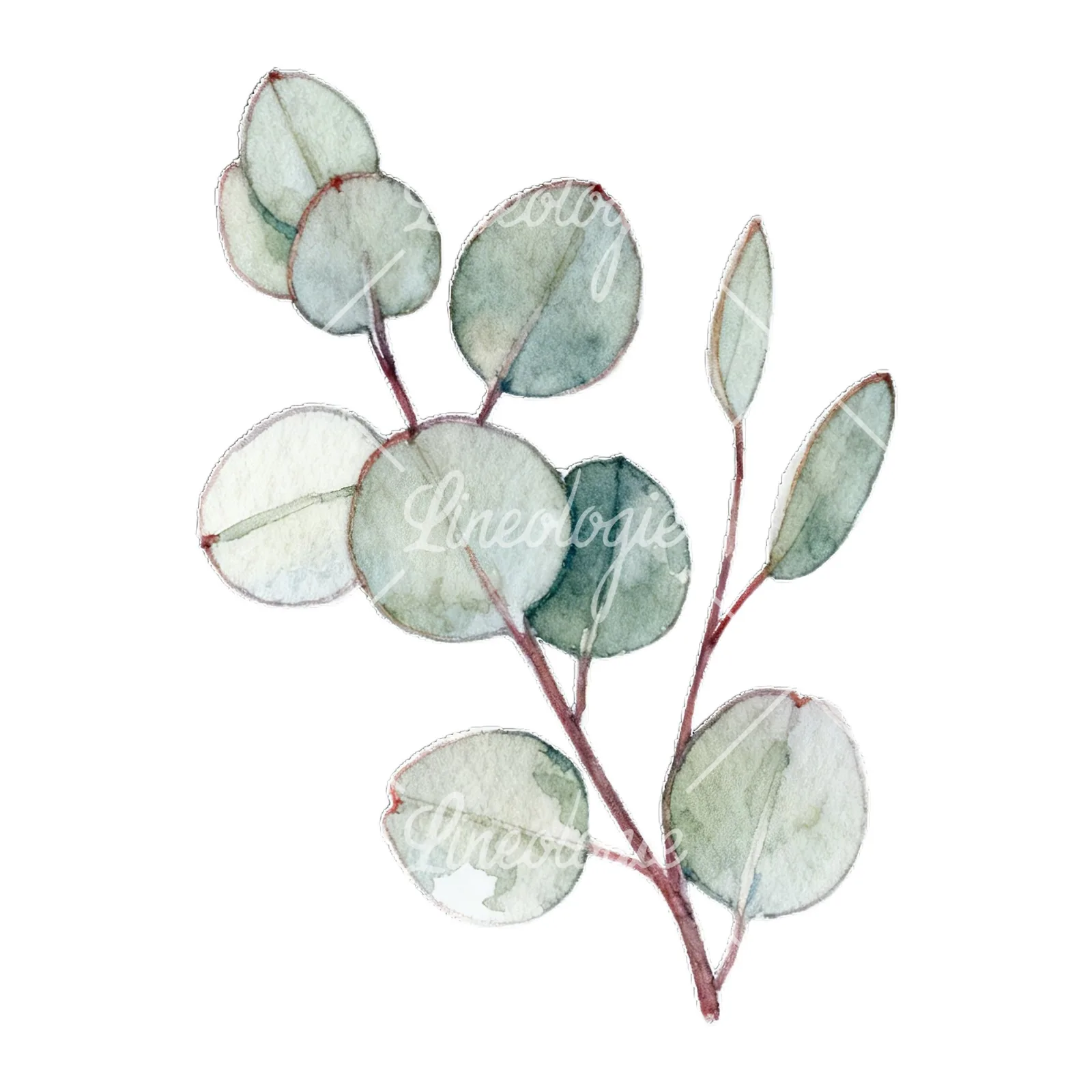 Watercolor eucalyptus branch with flower buds clipart 1 of 9 on a white background (JPG)