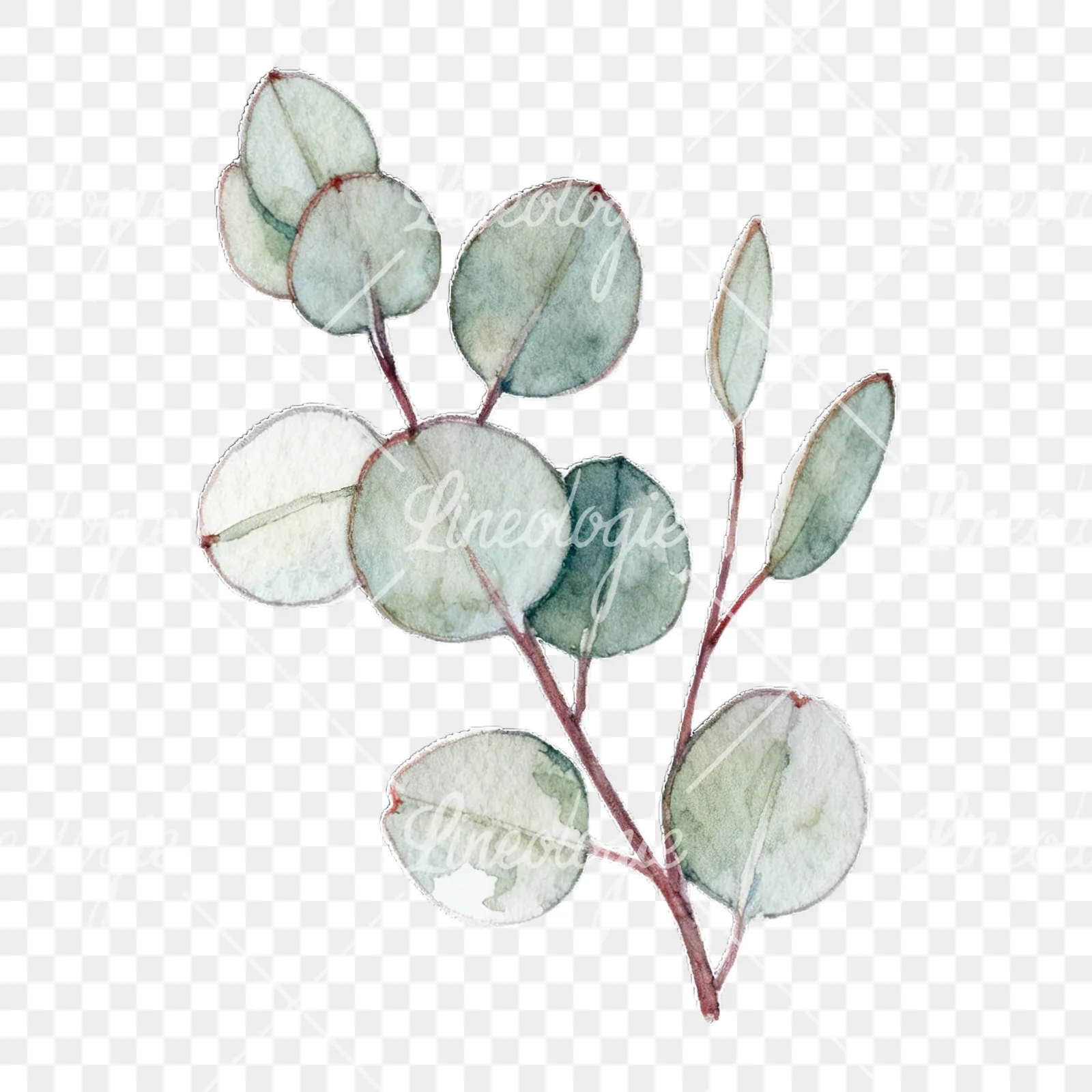 Watercolor eucalyptus branch with flower buds clipart 1 of 9 on a transparent background (PNG)