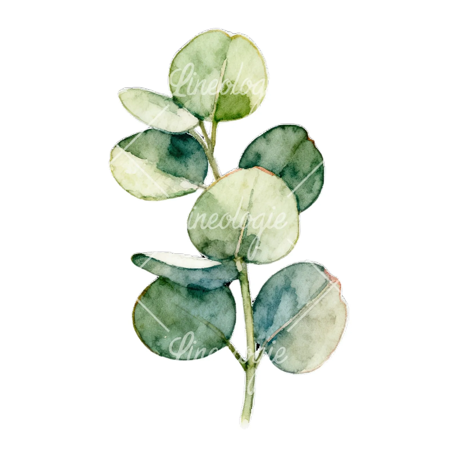 Watercolor eucalyptus branch with flower buds clipart 2 of 9 on a white background (JPG)
