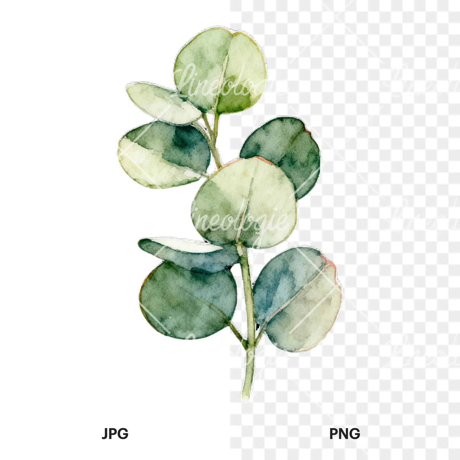 Watercolor eucalyptus branch with flower buds clipart 2 of 9, as a JPG on white and a transparent PNG
