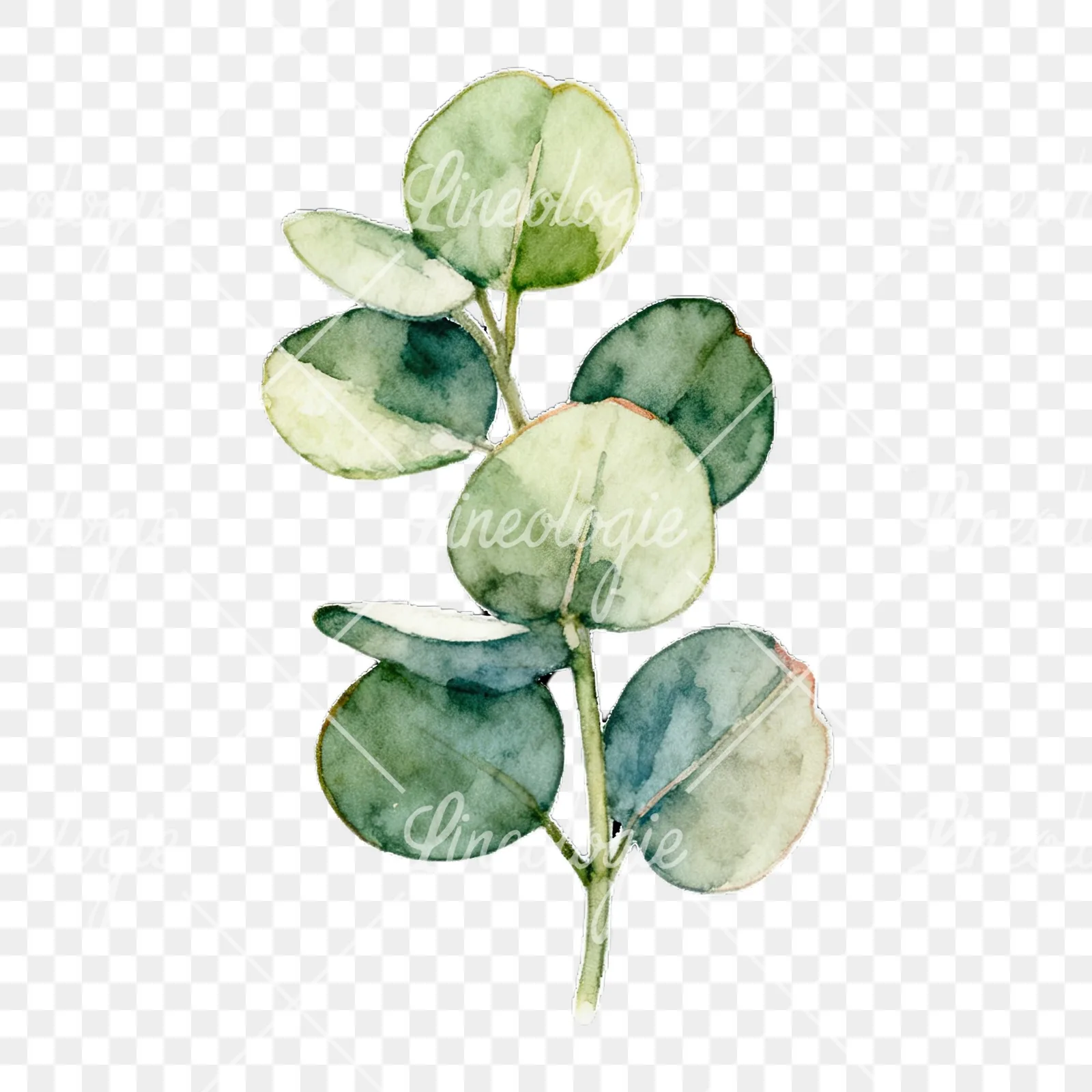 Watercolor eucalyptus branch with flower buds clipart 2 of 9 on a transparent background (PNG)