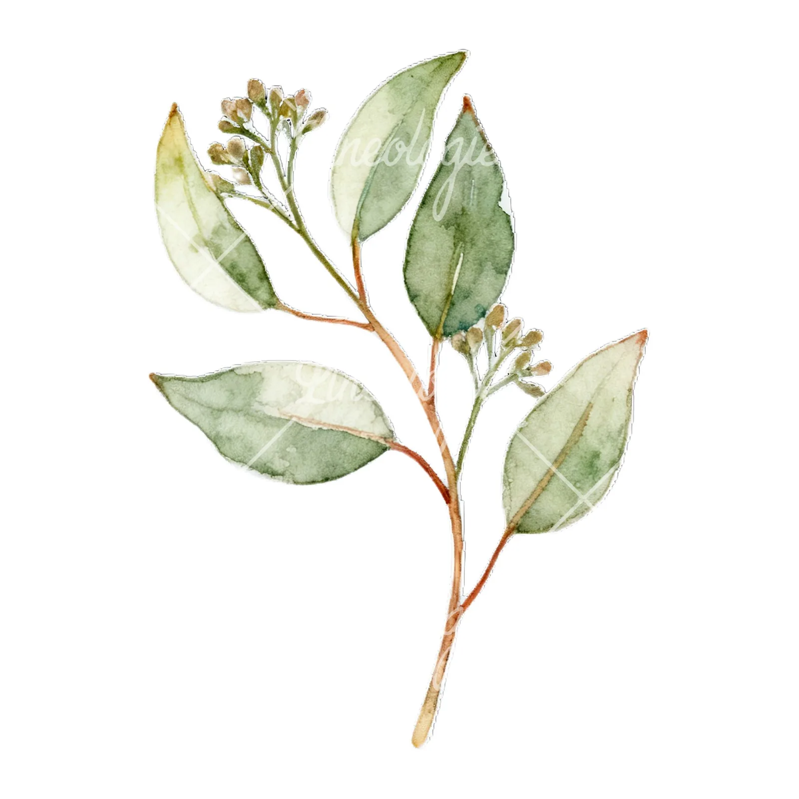 Watercolor eucalyptus branch with flower buds clipart 3 of 9 on a white background (JPG)