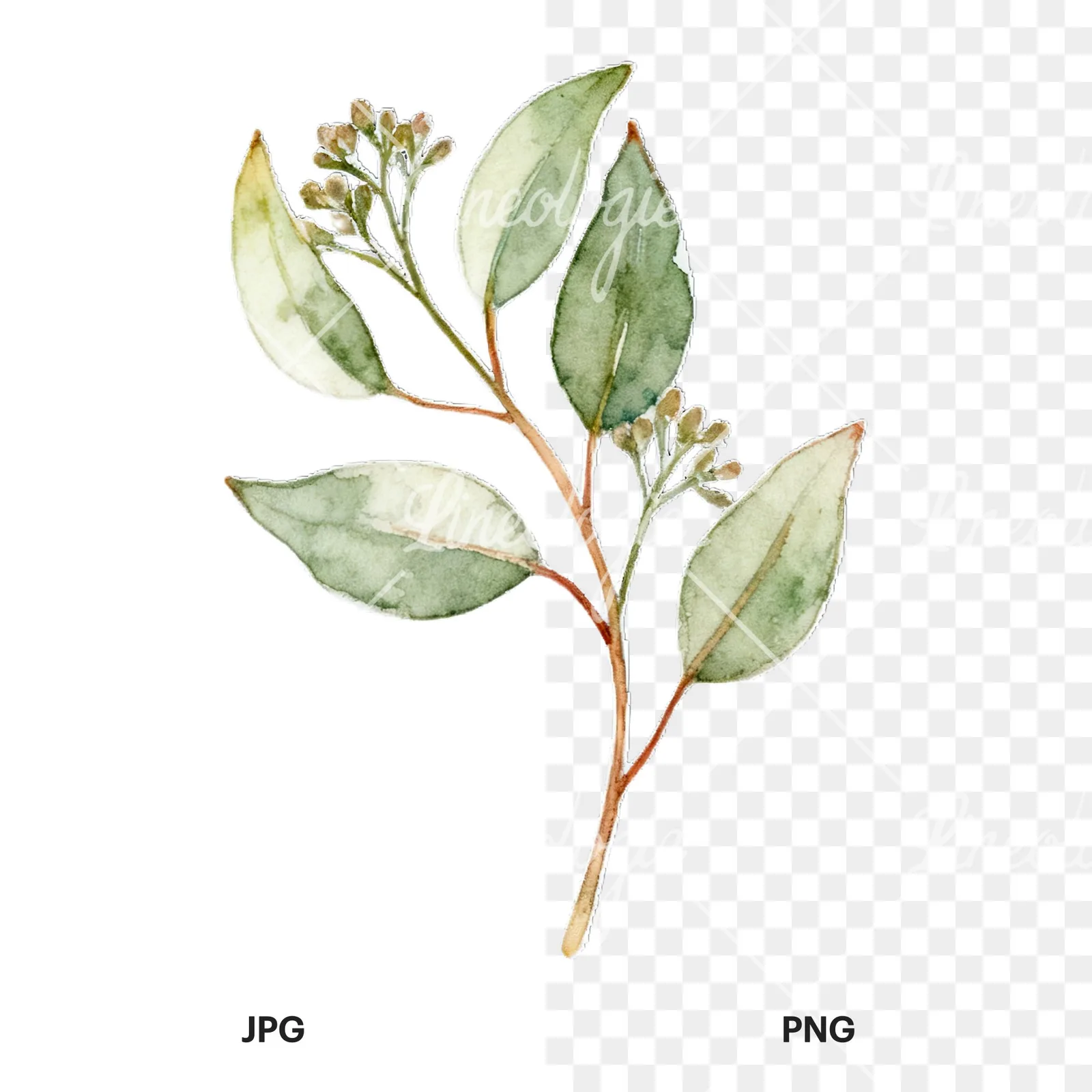 Watercolor eucalyptus branch with flower buds clipart 3 of 9, as a JPG on white and a transparent PNG