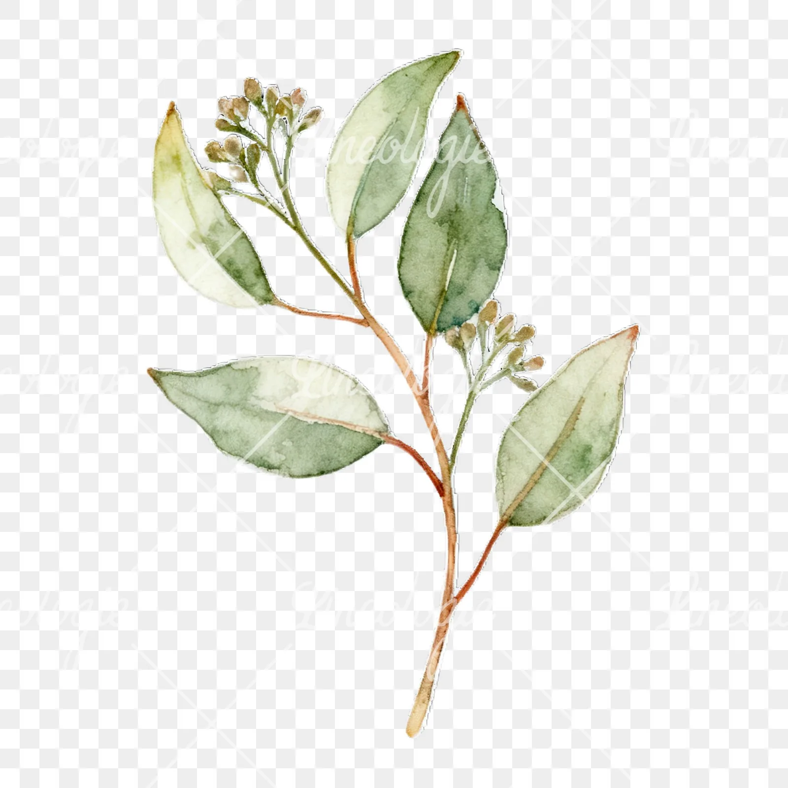 Watercolor eucalyptus branch with flower buds clipart 3 of 9 on a transparent background (PNG)