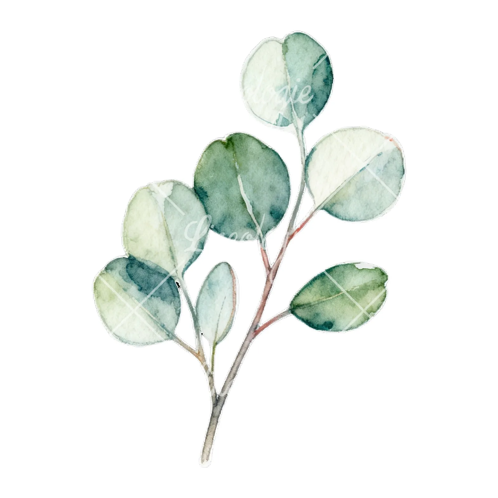 Watercolor eucalyptus branch with flower buds clipart 5 of 9 on a white background (JPG)