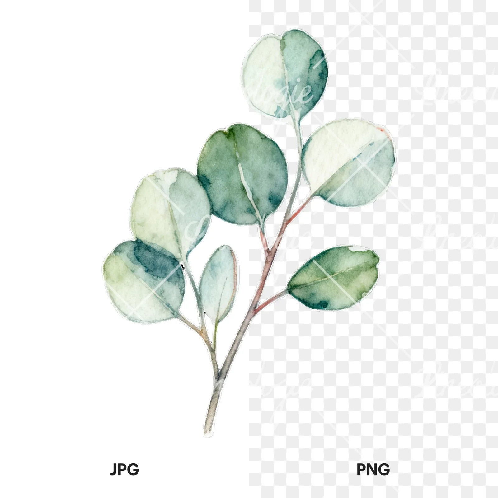 Watercolor eucalyptus branch with flower buds clipart 5 of 9, as a JPG on white and a transparent PNG
