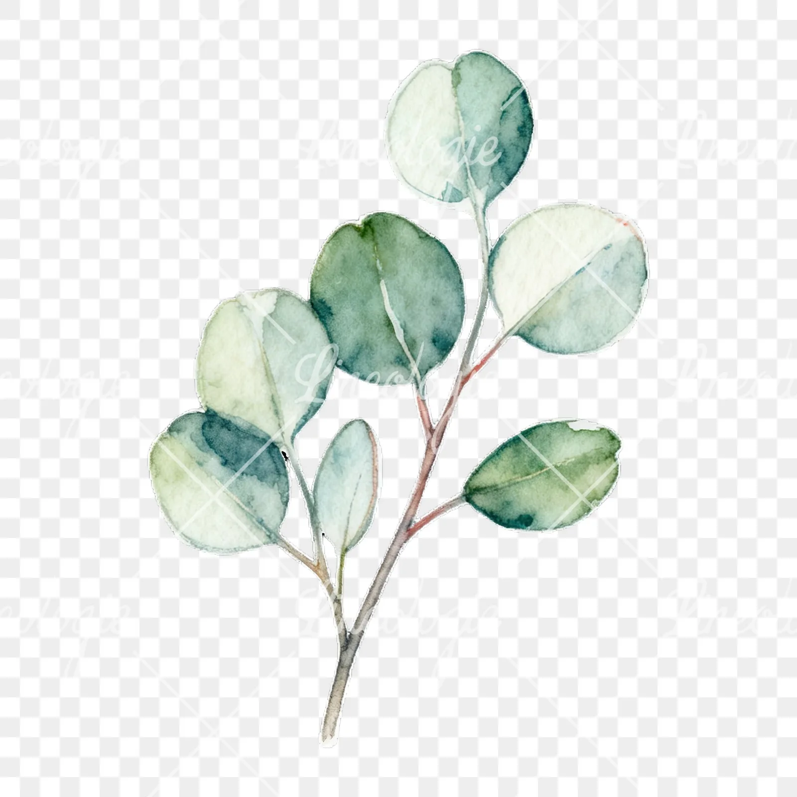 Watercolor eucalyptus branch with flower buds clipart 5 of 9 on a transparent background (PNG)