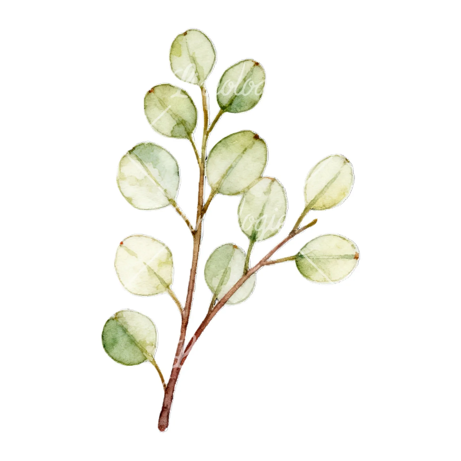 Watercolor eucalyptus branch with flower buds clipart 6 of 9 on a white background (JPG)
