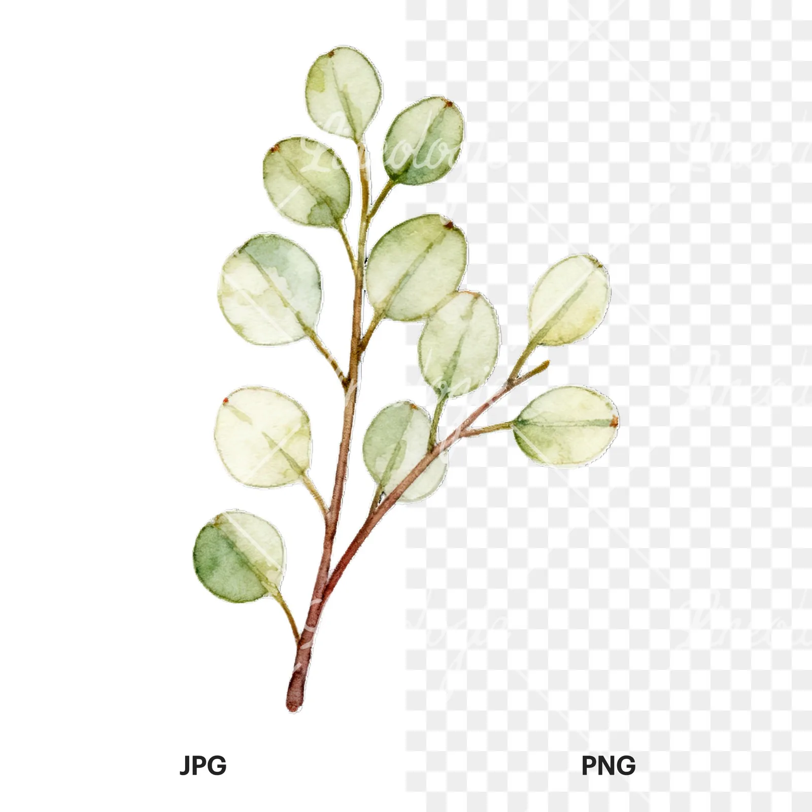 Watercolor eucalyptus branch with flower buds clipart 6 of 9, as a JPG on white and a transparent PNG