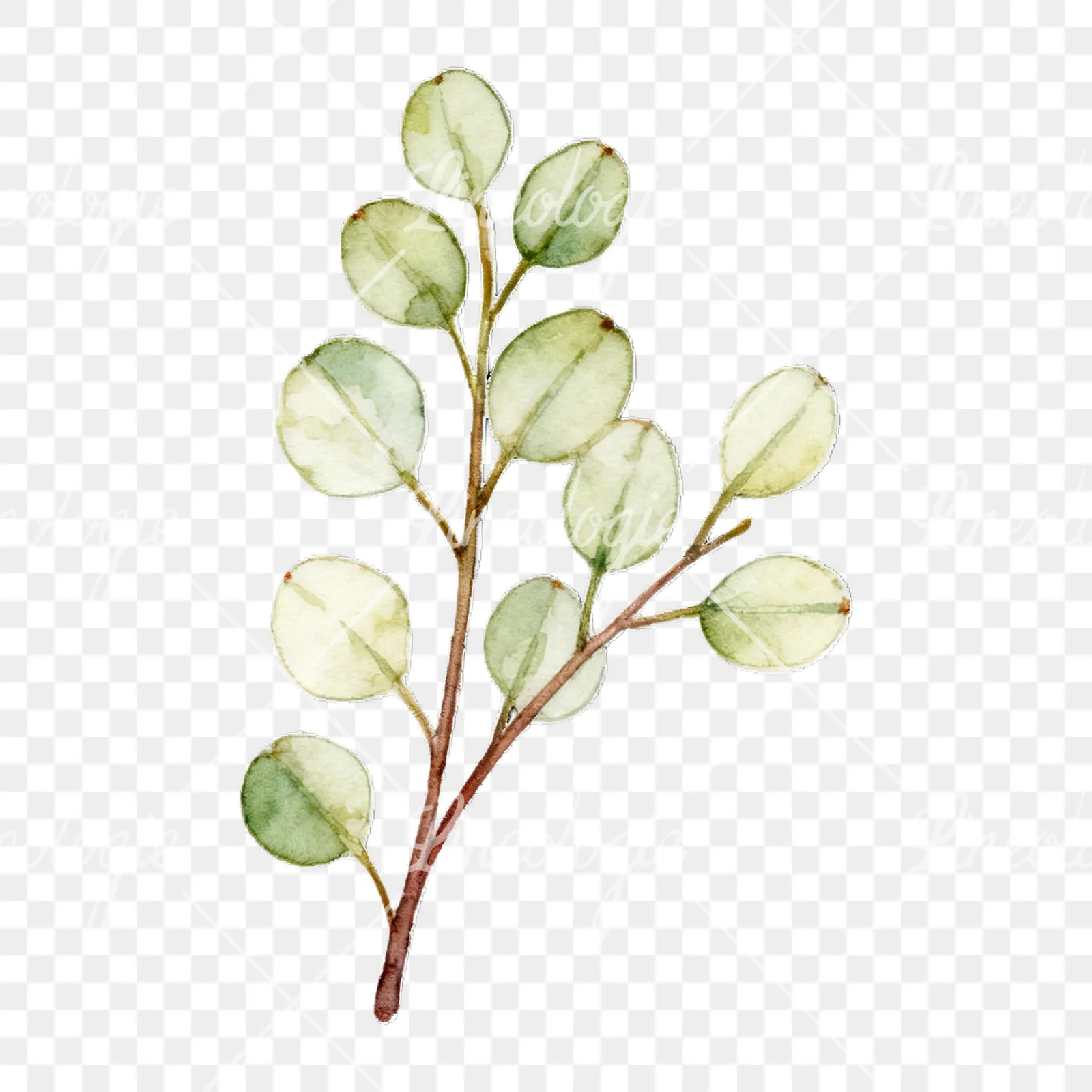 Watercolor eucalyptus branch with flower buds clipart 6 of 9 on a transparent background (PNG)