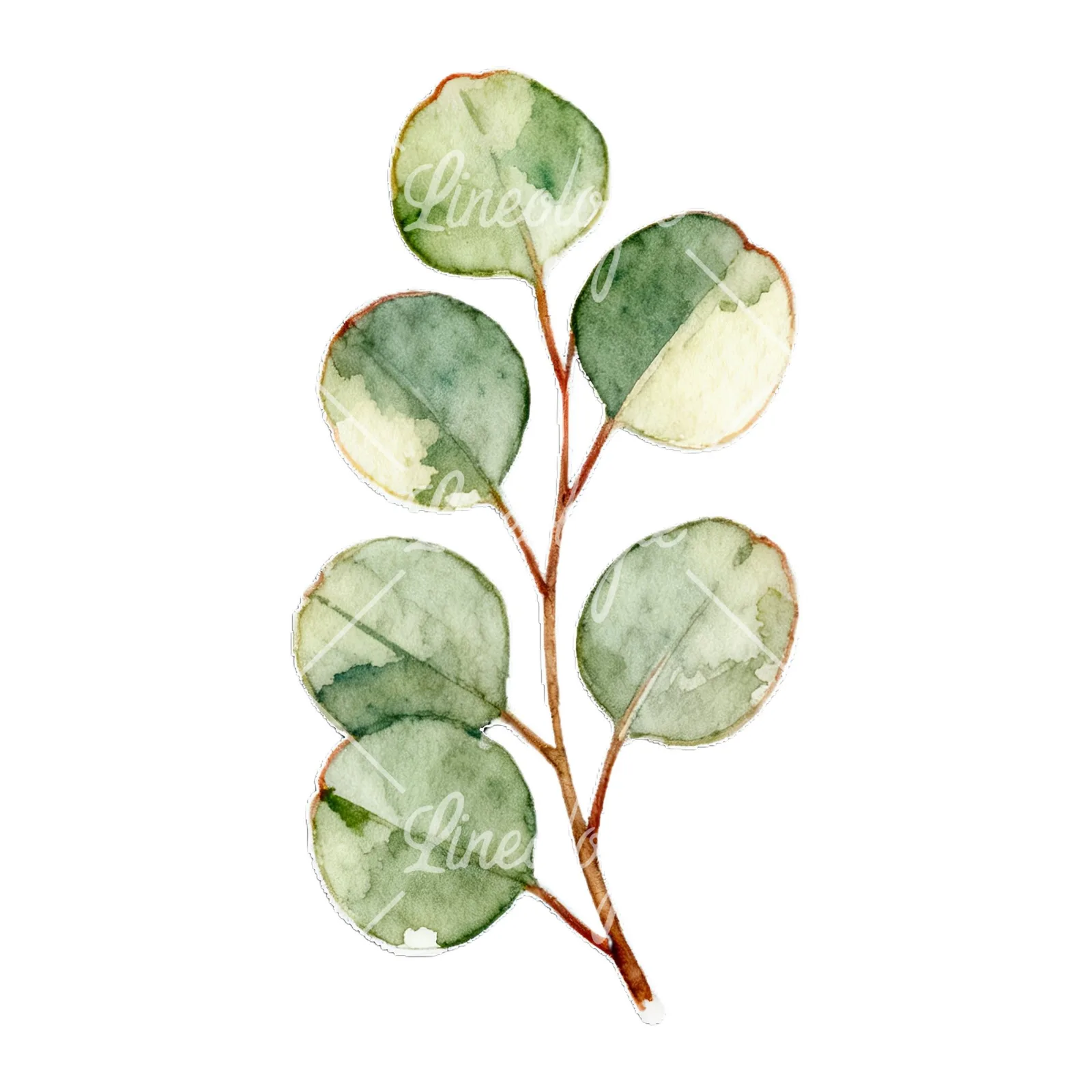 Watercolor eucalyptus branch with flower buds clipart 7 of 9 on a white background (JPG)