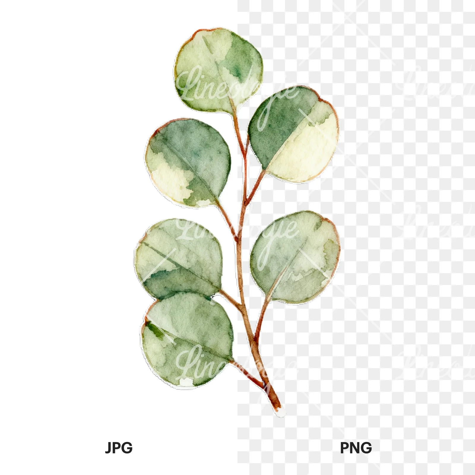 Watercolor eucalyptus branch with flower buds clipart 7 of 9, as a JPG on white and a transparent PNG