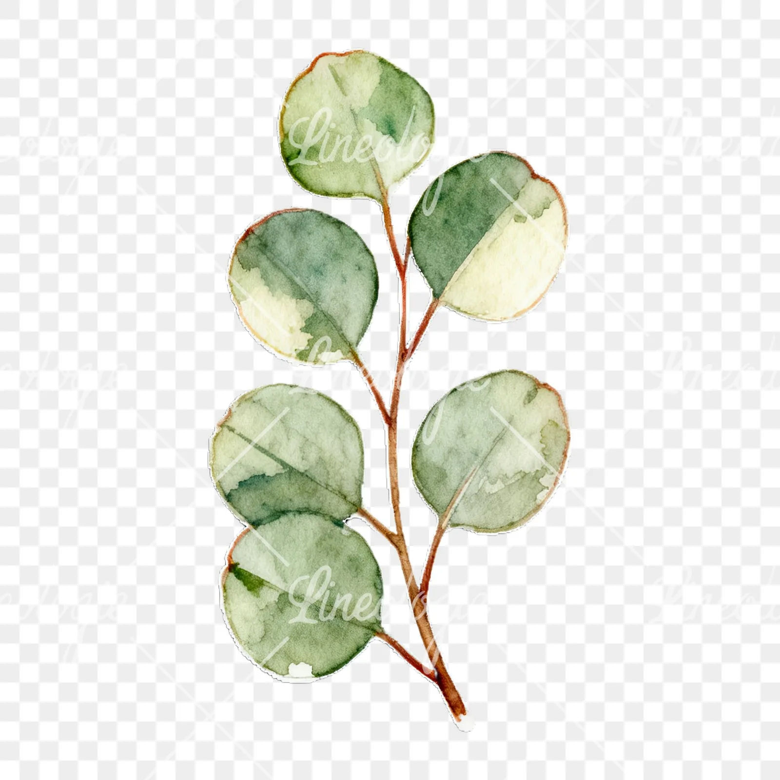 Watercolor eucalyptus branch with flower buds clipart 7 of 9 on a transparent background (PNG)