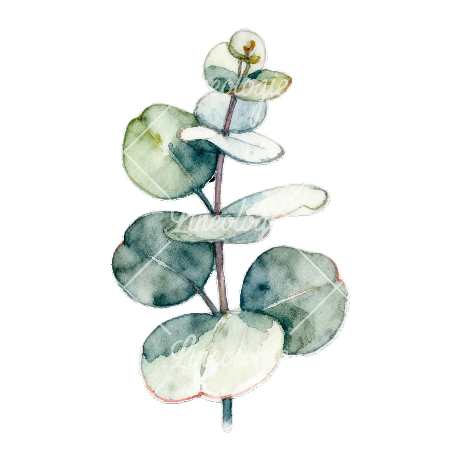 Watercolor eucalyptus branch with flower buds clipart 8 of 9 on a white background (JPG)