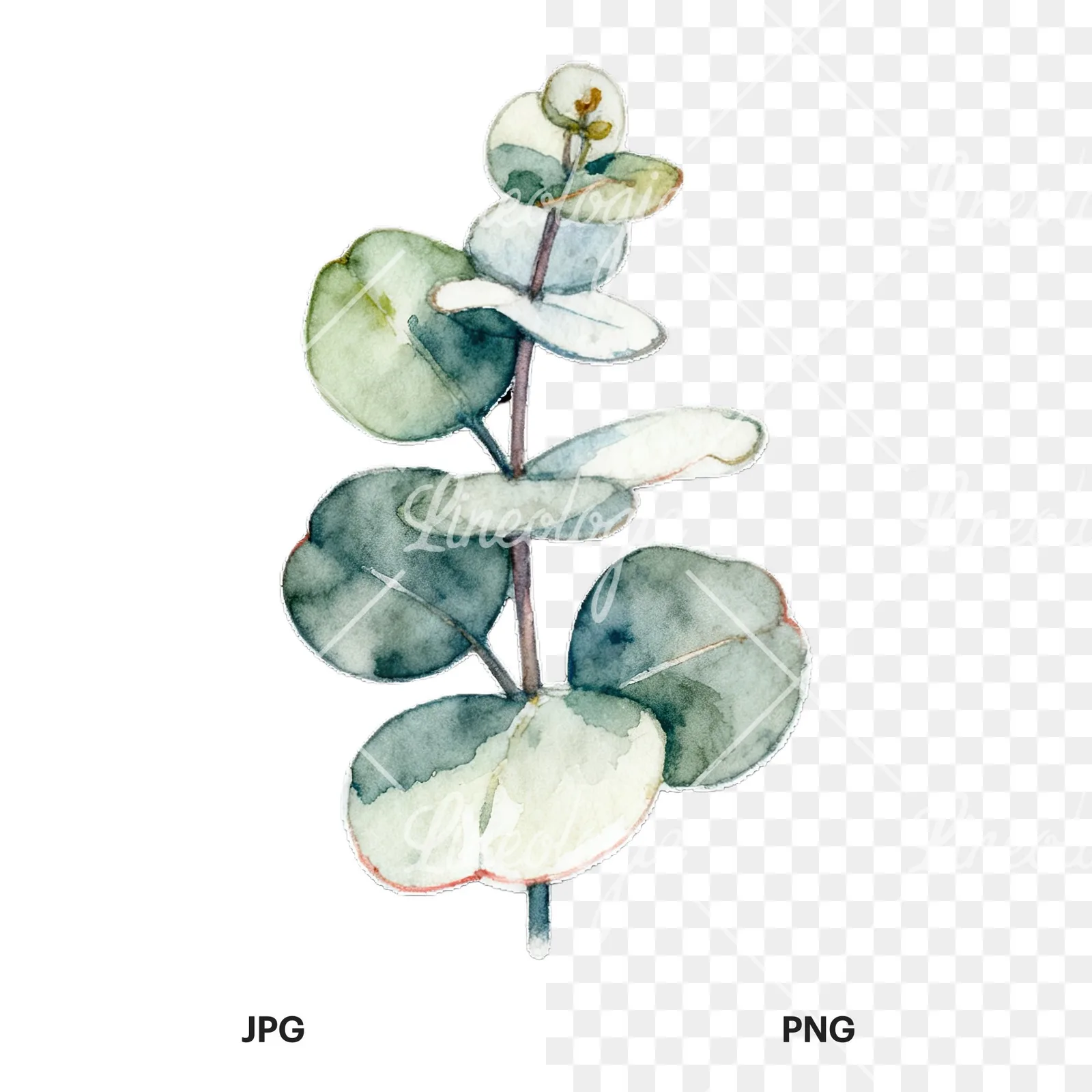 Watercolor eucalyptus branch with flower buds clipart 8 of 9, as a JPG on white and a transparent PNG