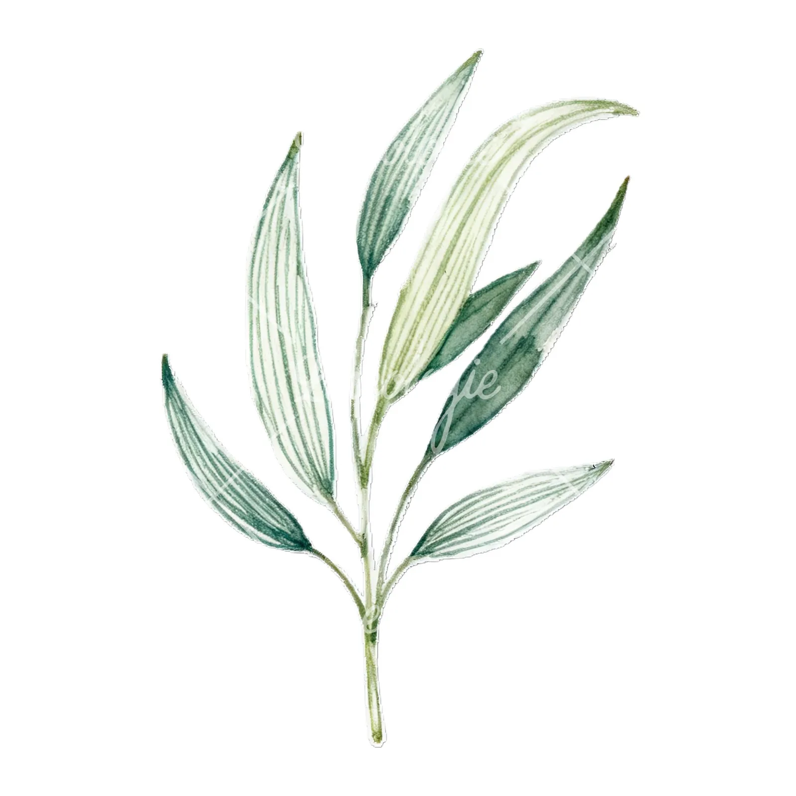 Watercolor eucalyptus branch with flower buds clipart 9 of 9 on a white background (JPG)