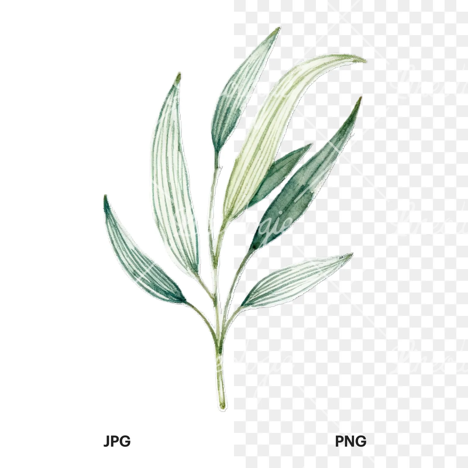 Watercolor eucalyptus branch with flower buds clipart 9 of 9, as a JPG on white and a transparent PNG