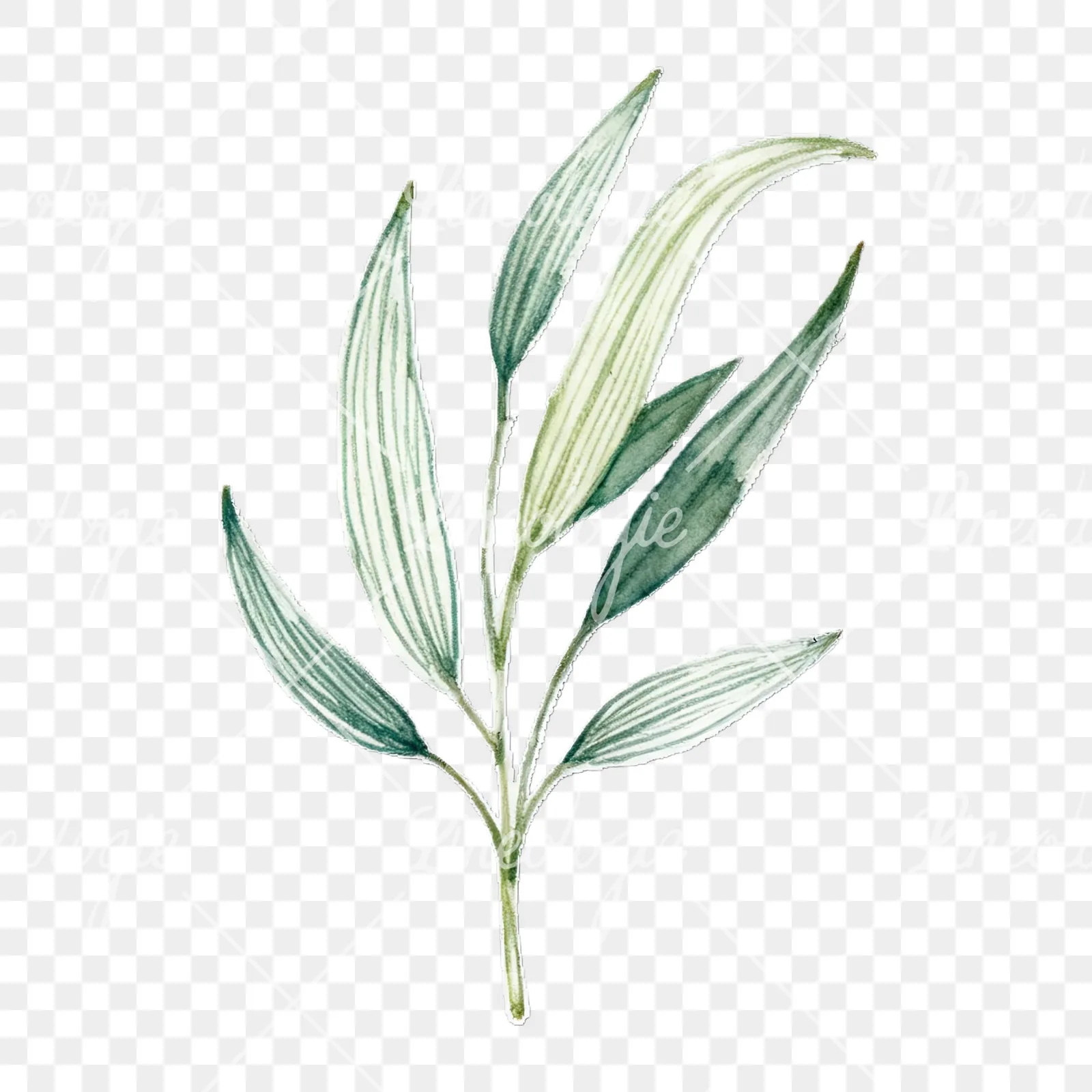 Watercolor eucalyptus branch with flower buds clipart 9 of 9 on a transparent background (PNG)