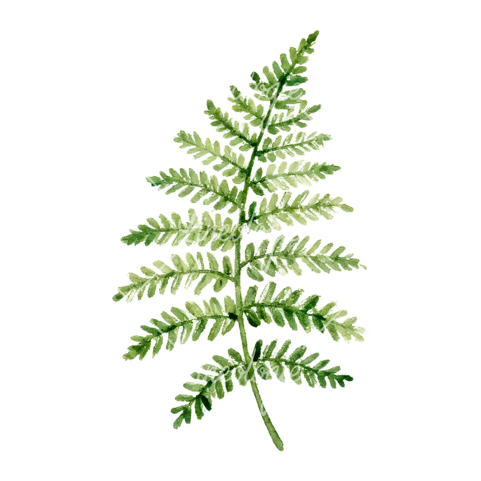 Watercolor fern with pine needle clipart 1 of 9 on a white background (JPG)