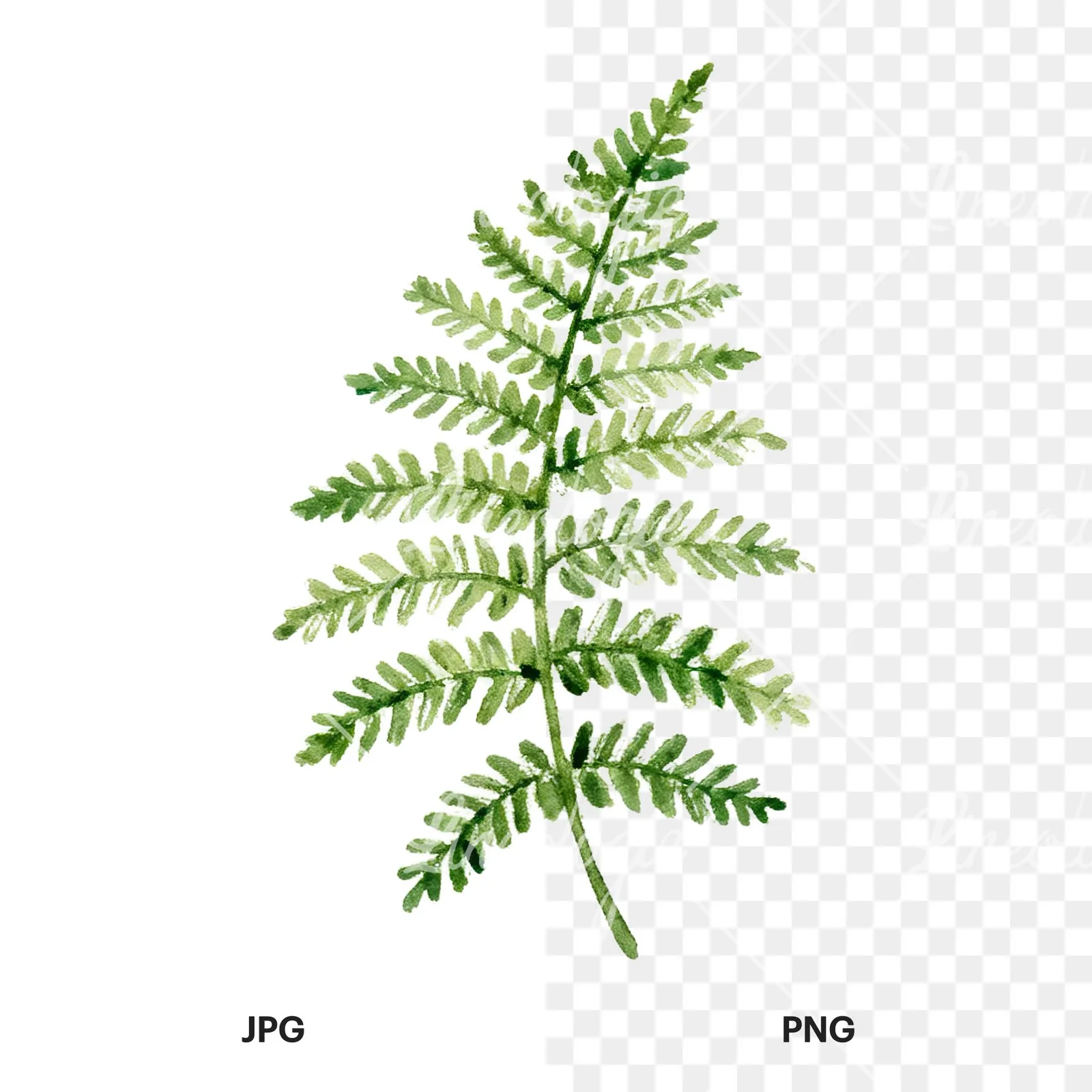 Watercolor fern with pine needle clipart 1 of 9, as a JPG on white and a transparent PNG