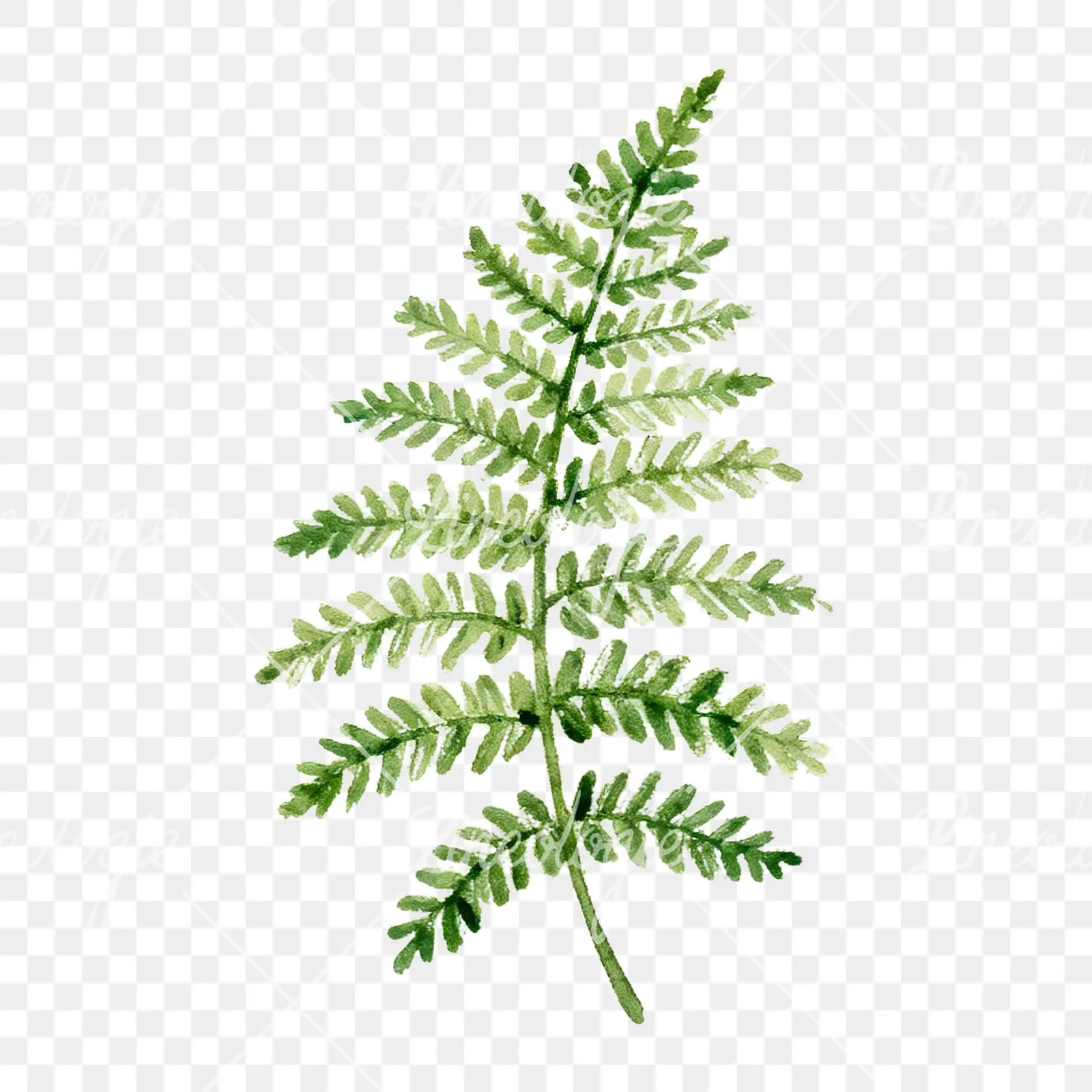 Watercolor fern with pine needle clipart 1 of 9 on a transparent background (PNG)
