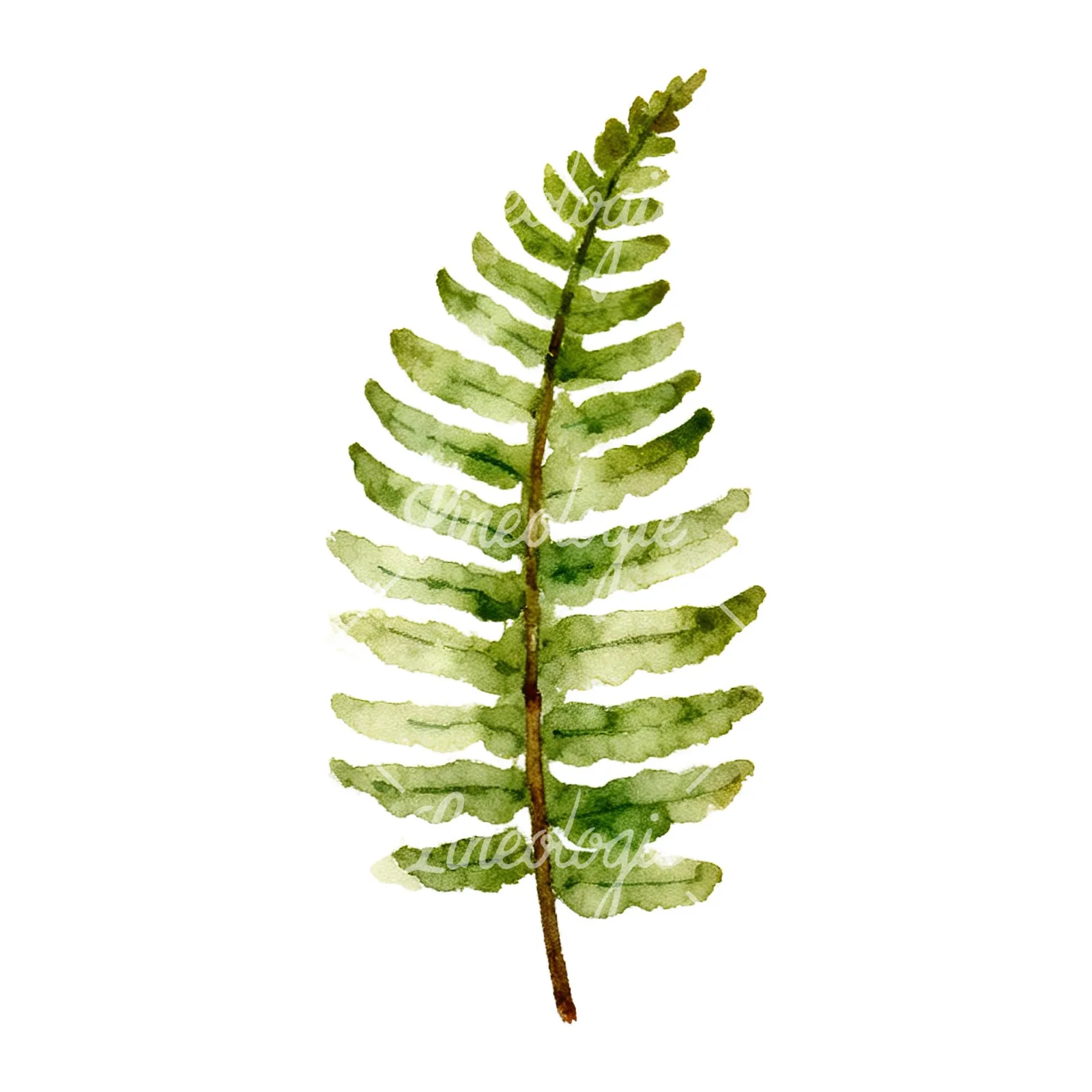 Watercolor fern with pine needle clipart 2 of 9 on a white background (JPG)