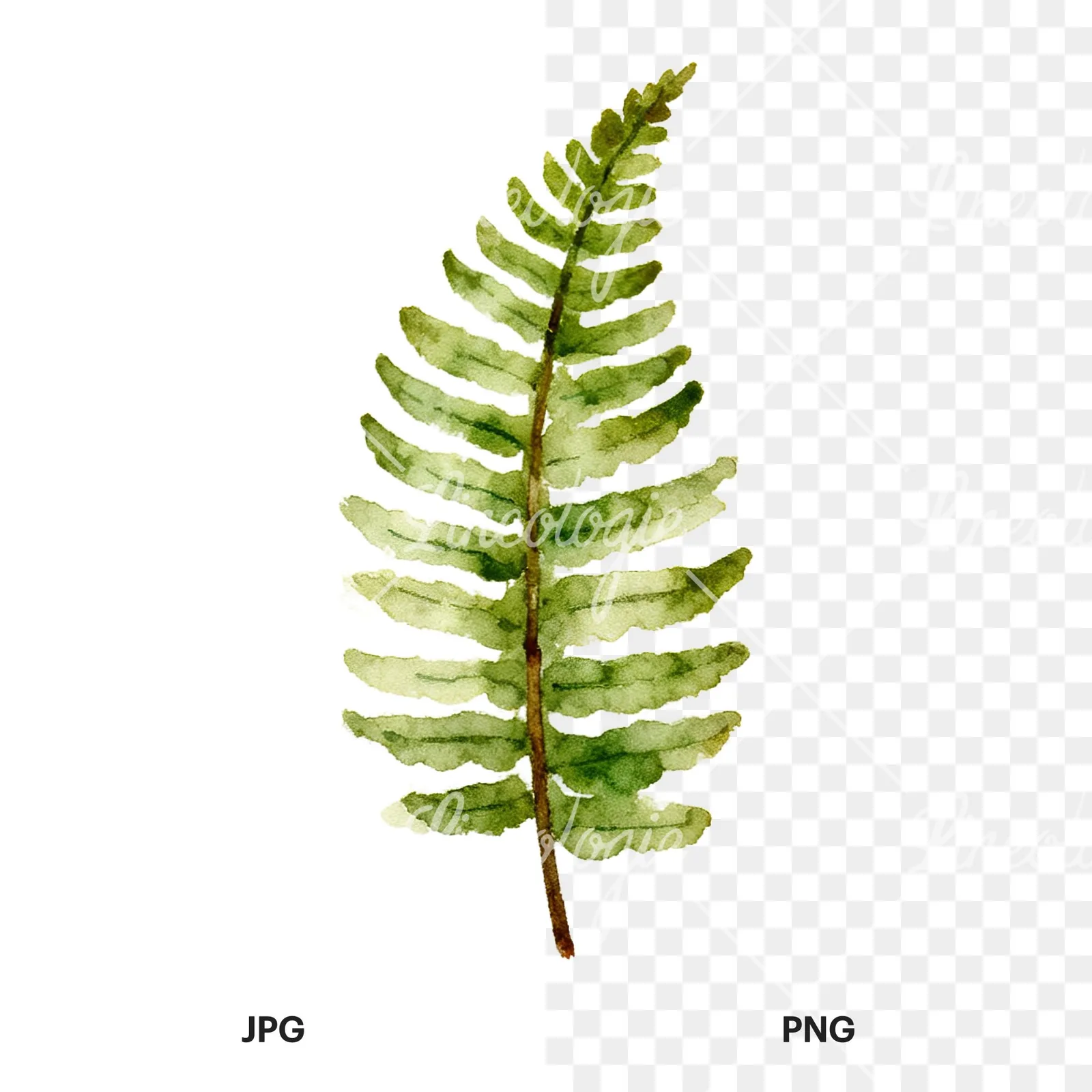 Watercolor fern with pine needle clipart 2 of 9, as a JPG on white and a transparent PNG