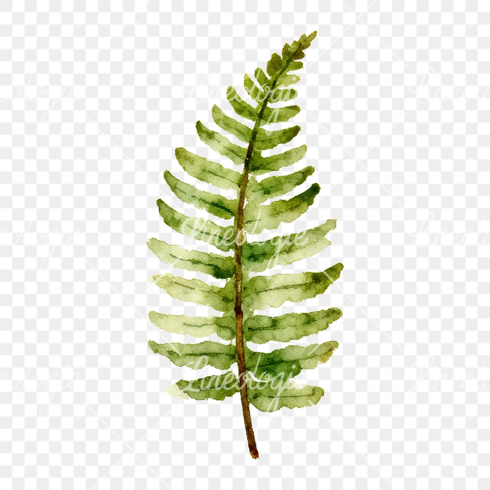 Watercolor fern with pine needle clipart 2 of 9 on a transparent background (PNG)