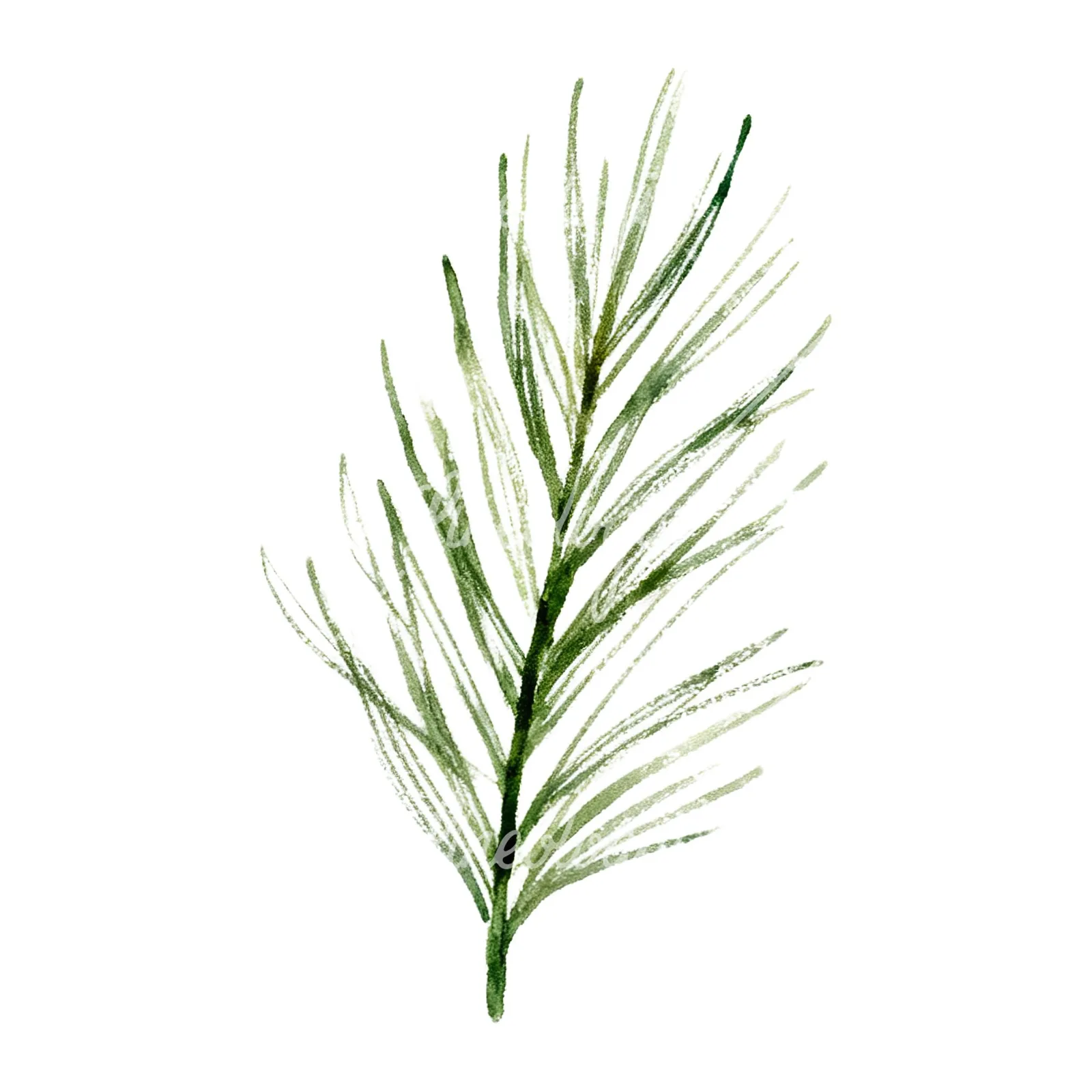 Watercolor fern with pine needle clipart 3 of 9 on a white background (JPG)