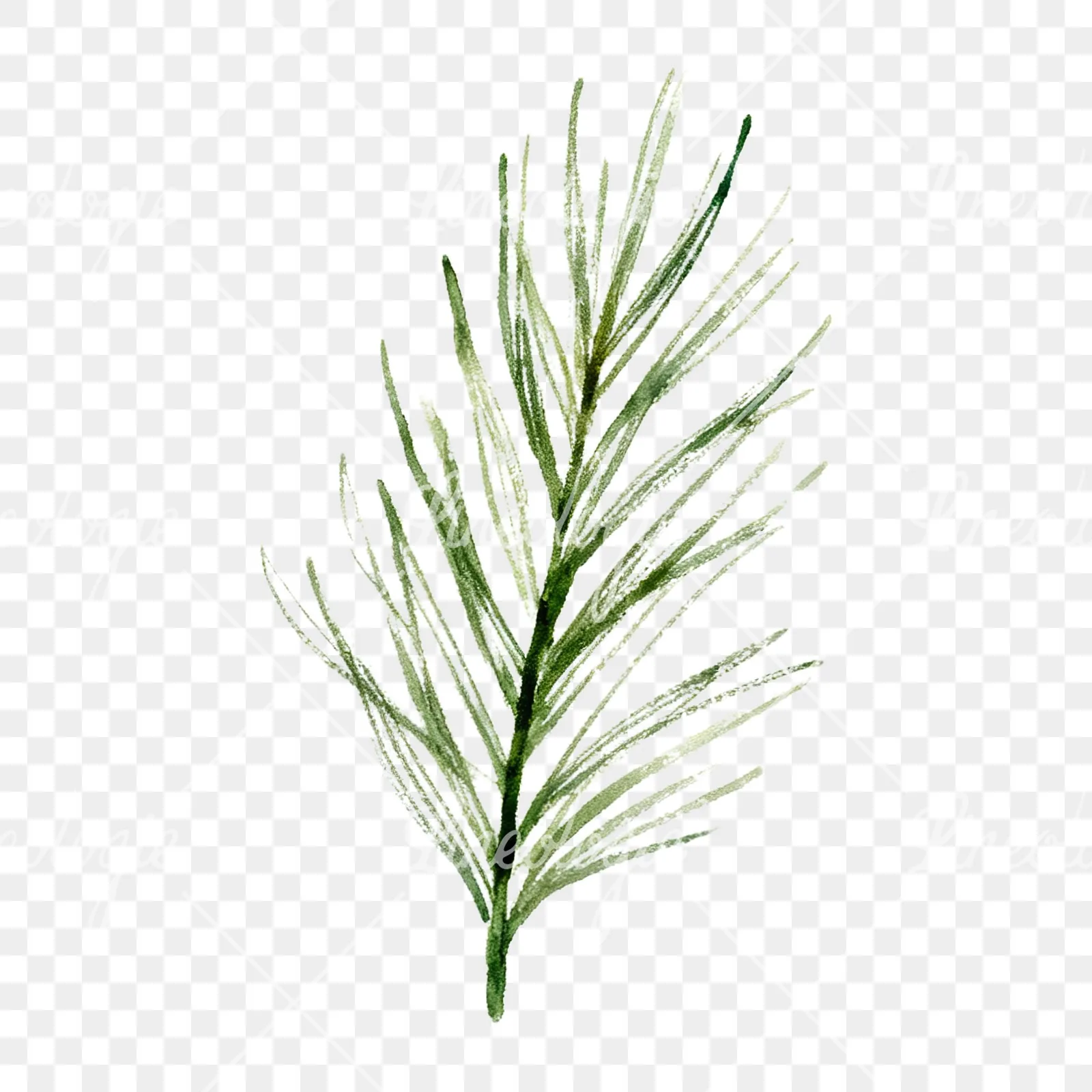 Watercolor fern with pine needle clipart 3 of 9 on a transparent background (PNG)