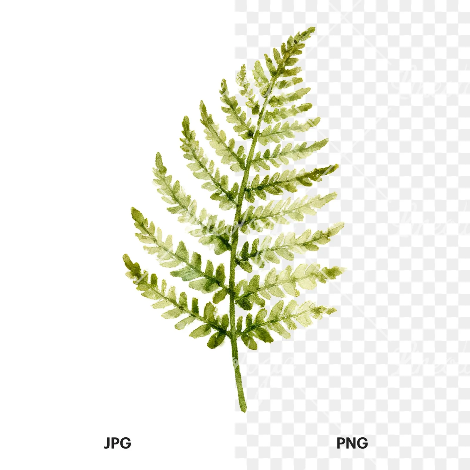 Watercolor fern with pine needle clipart 4 of 9, as a JPG on white and a transparent PNG