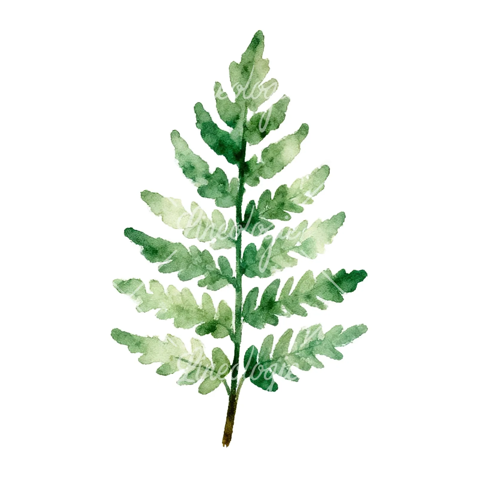 Watercolor fern with pine needle clipart 5 of 9 on a white background (JPG)